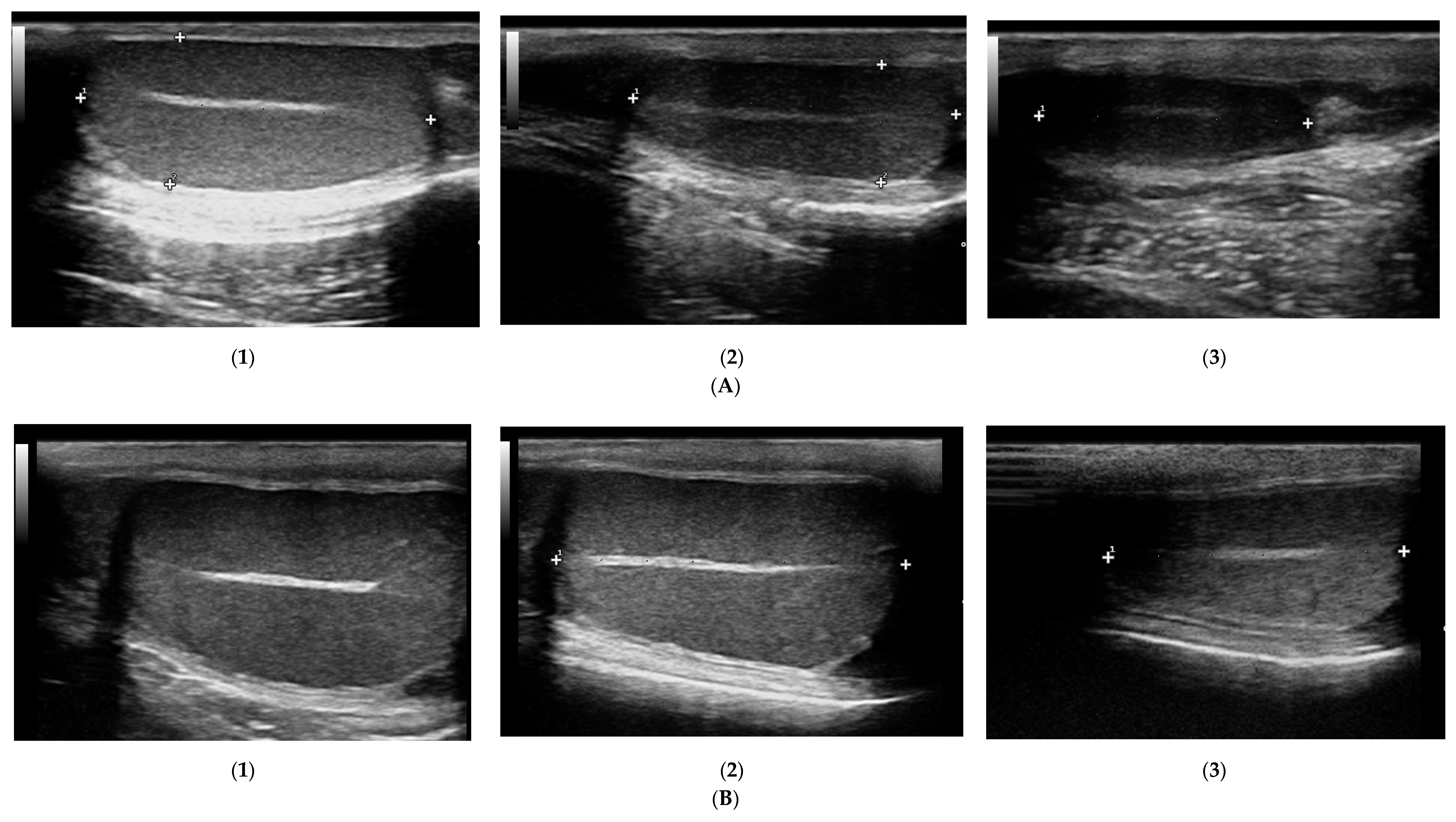 Animals 10 02379 g006