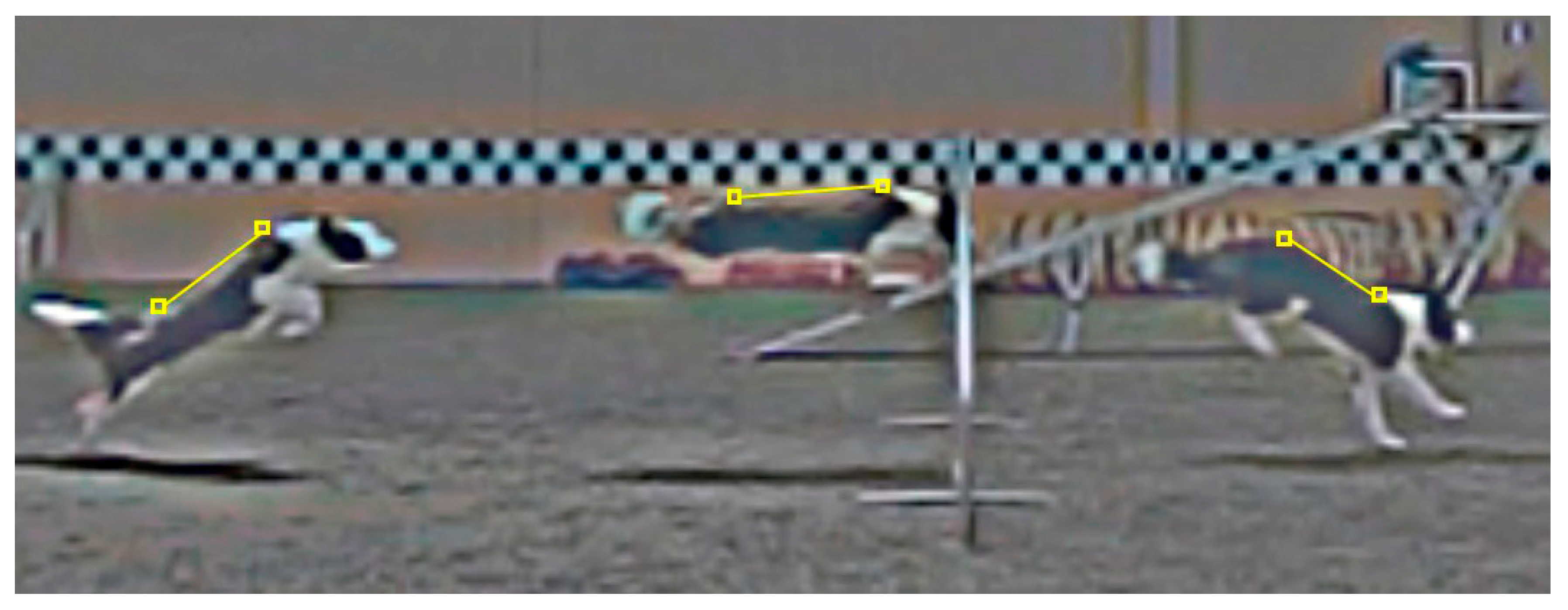 Animals 10 02405 g002