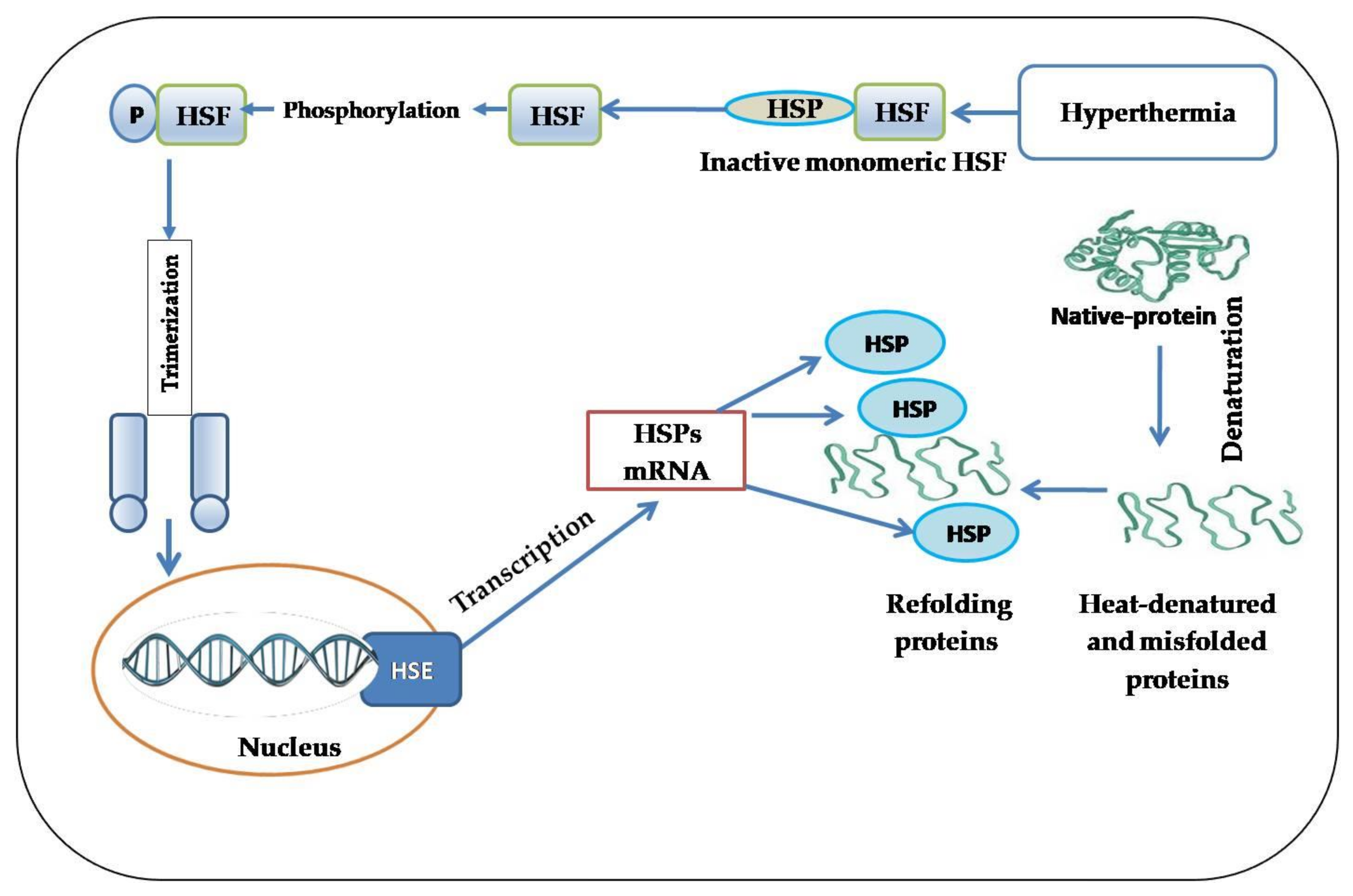 Modulation of Heat-Shock Proteins Mediates ... Biology Diagrams