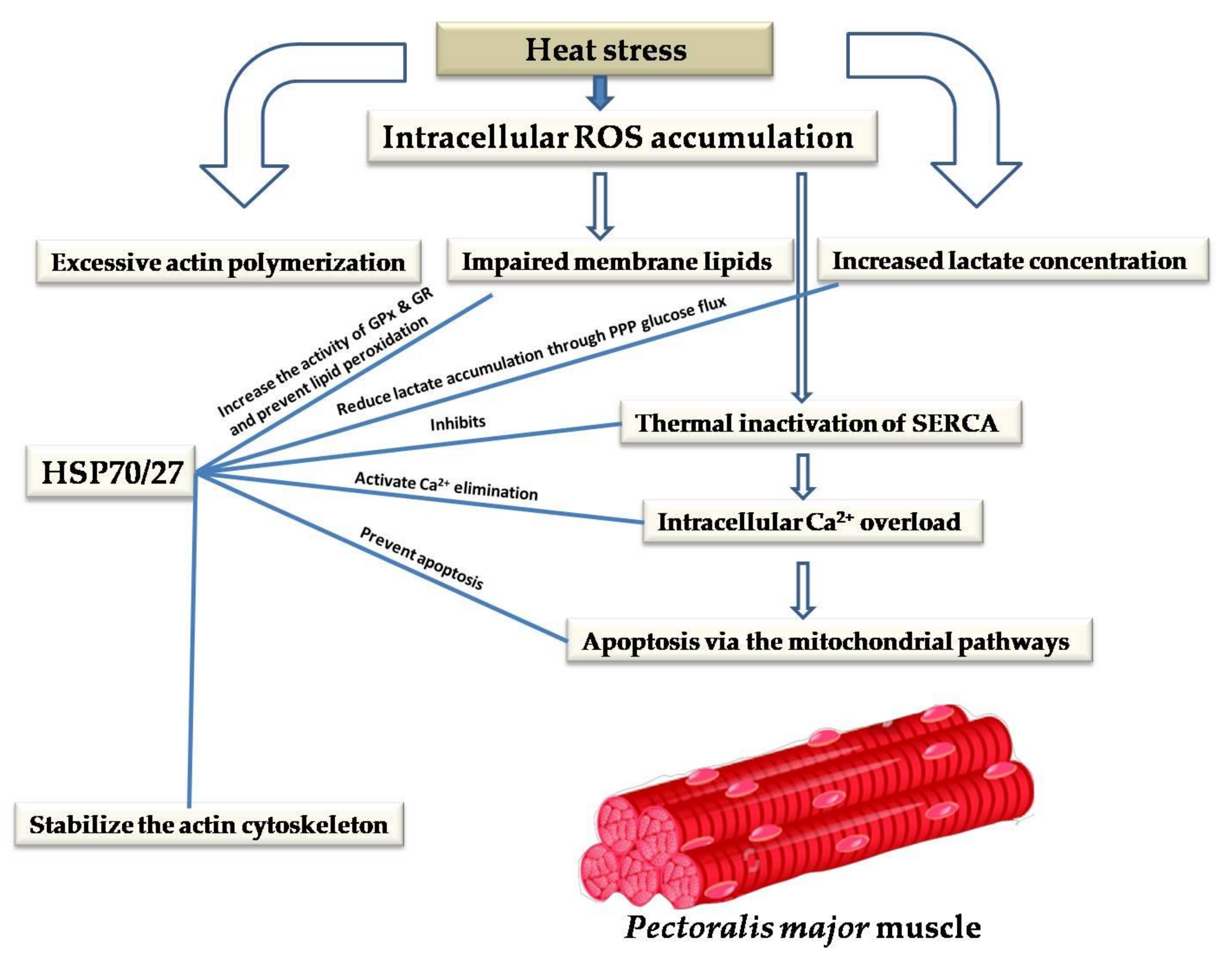 Animals 10 02407 g004 Animals 10 02407 g004