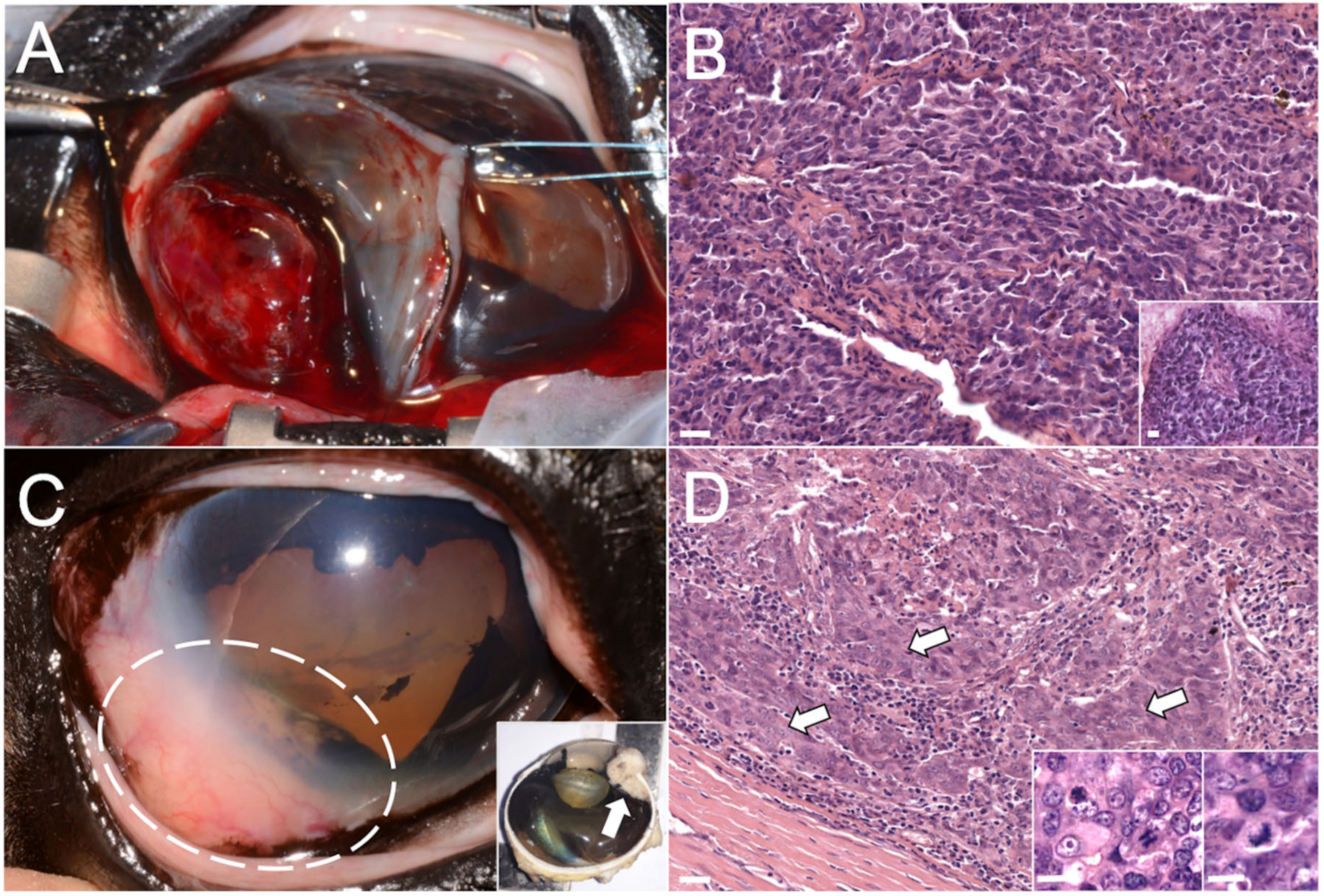 Animals 10 02409 g001 Animals 10 02409 g001