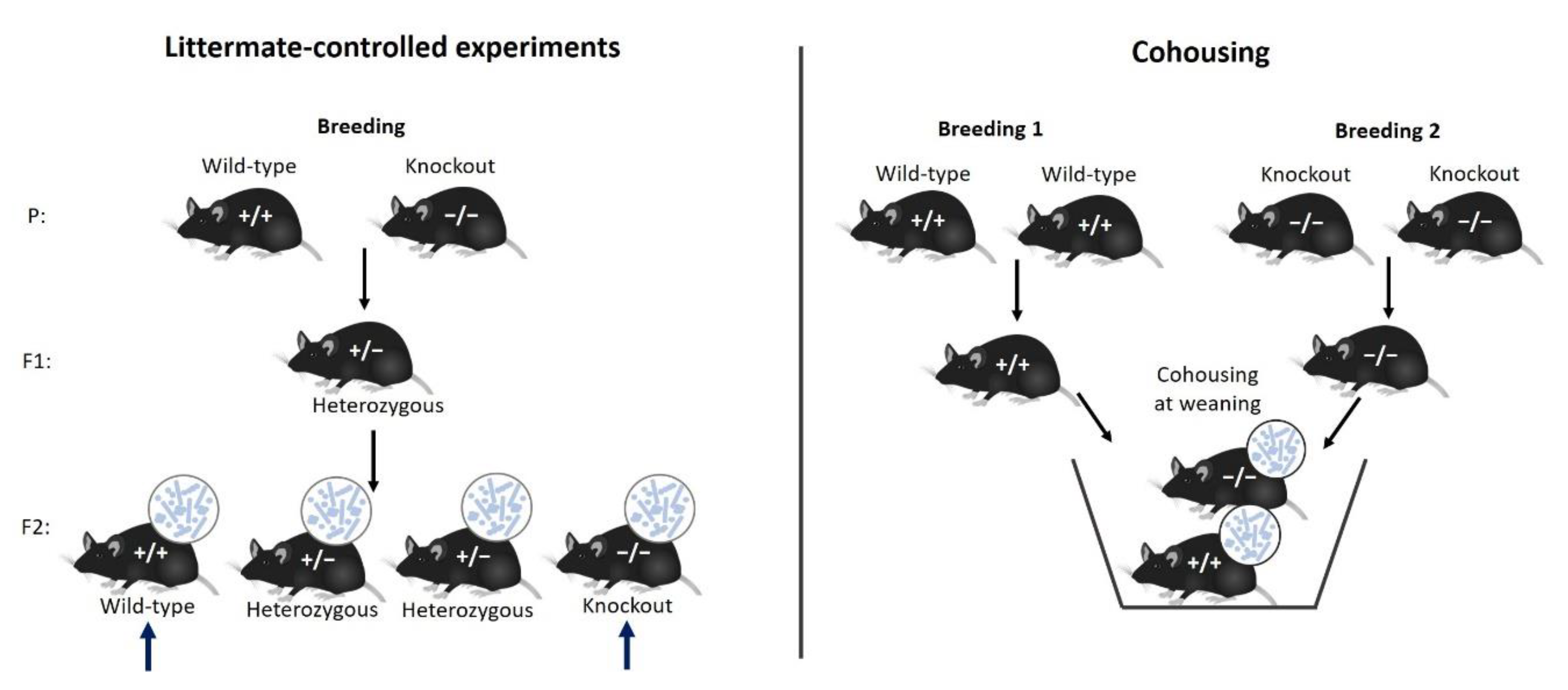 Animals Free FullText Reducing versus Embracing Variation as