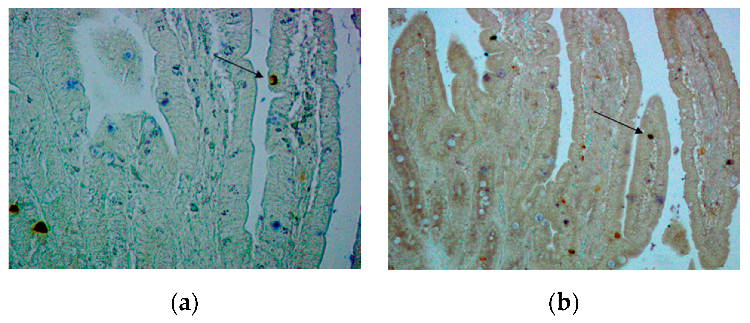 Animals 10 02417 g009 Animals 10 02417 g009