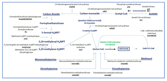 Seaweed and Seaweed Bioactives for Mitigation of Enteric Methane: Challenges and Opportunities