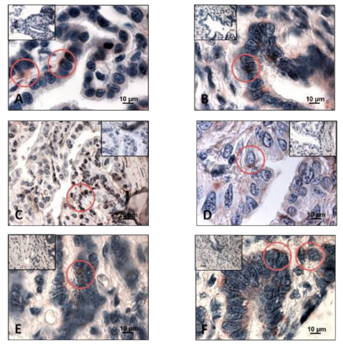 Animals 11 00002 g002 Animals 11 00002 g002