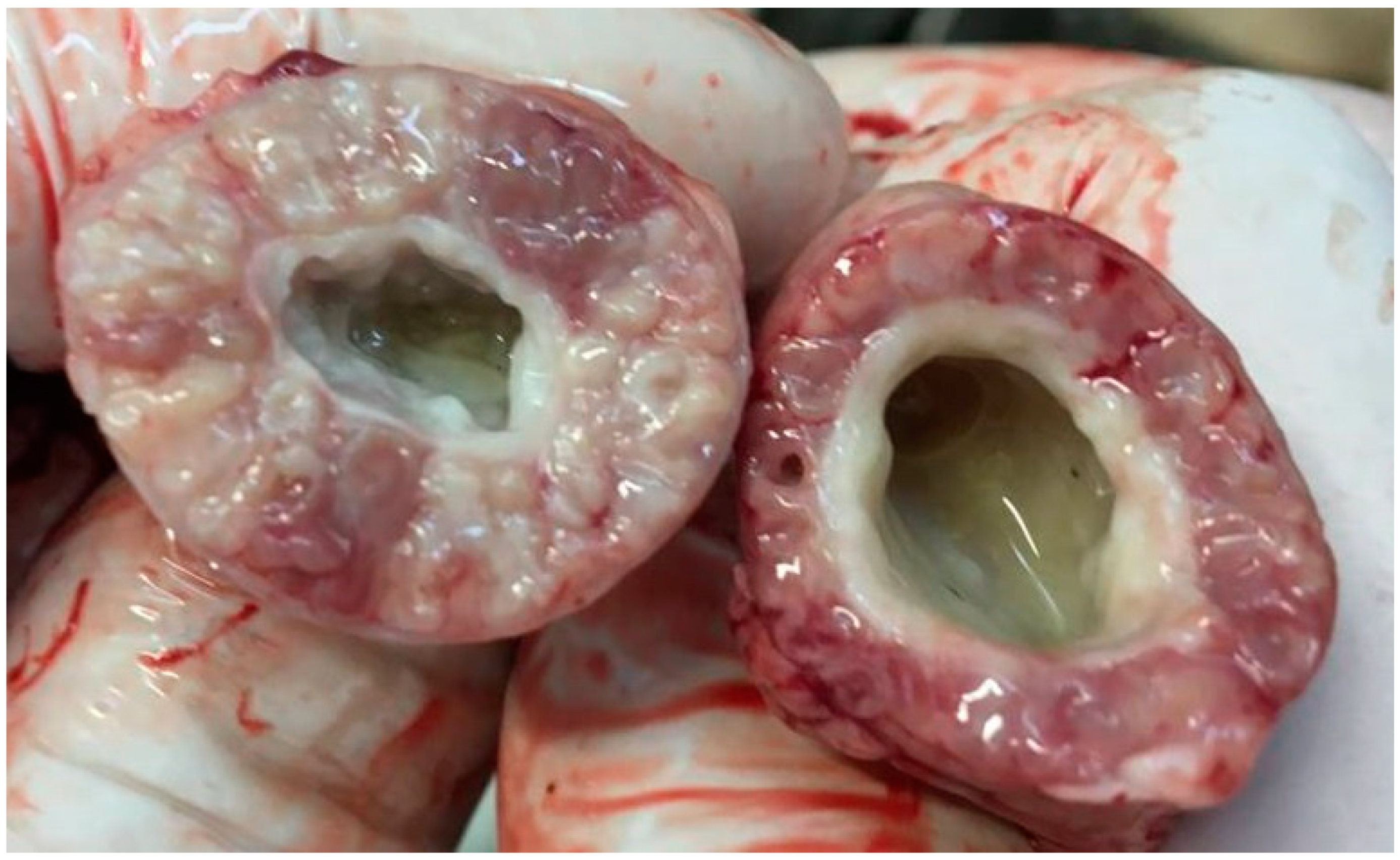 Animals 11 00008 g001