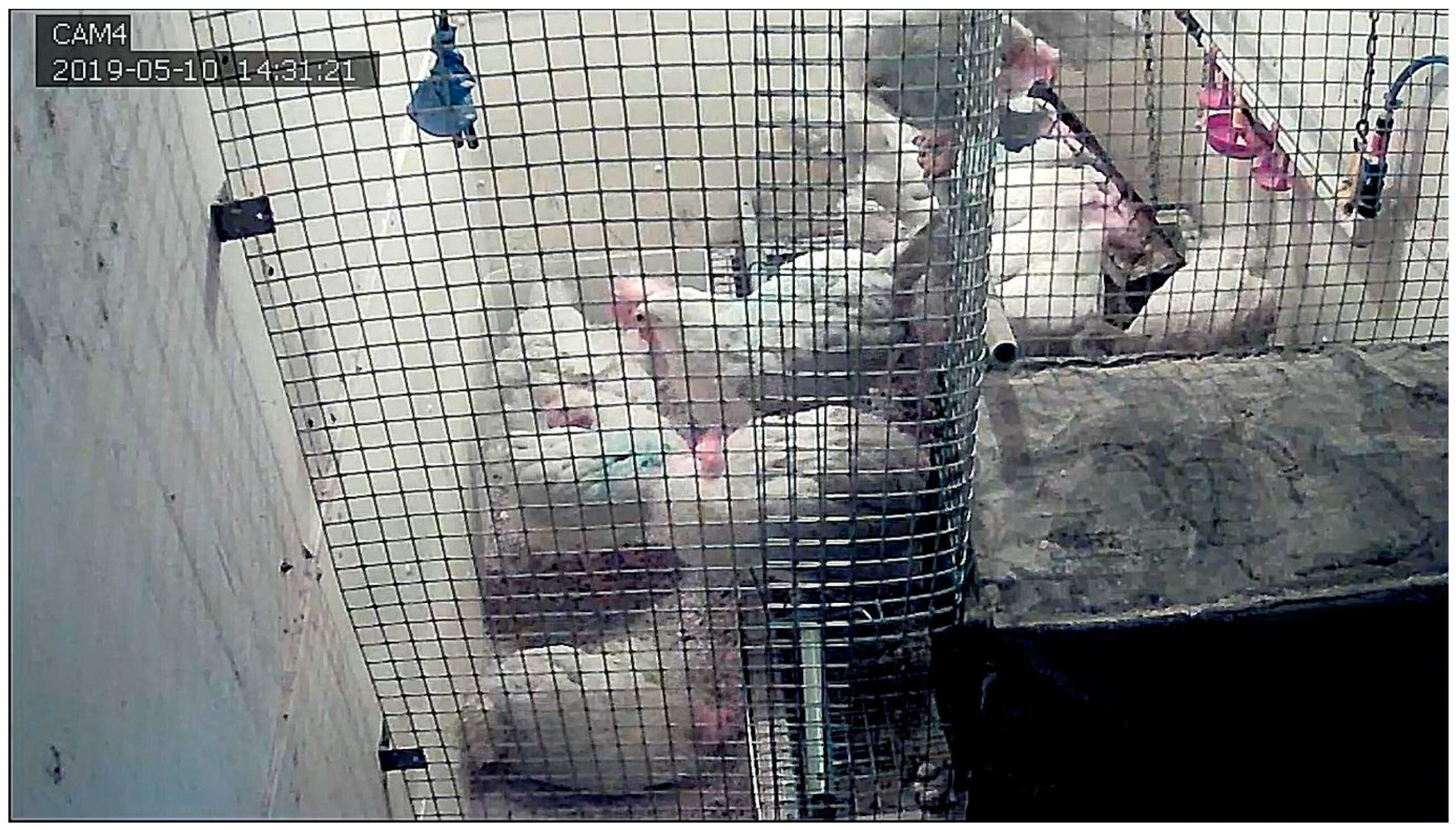 Animals 11 00017 g002 Animals 11 00017 g002