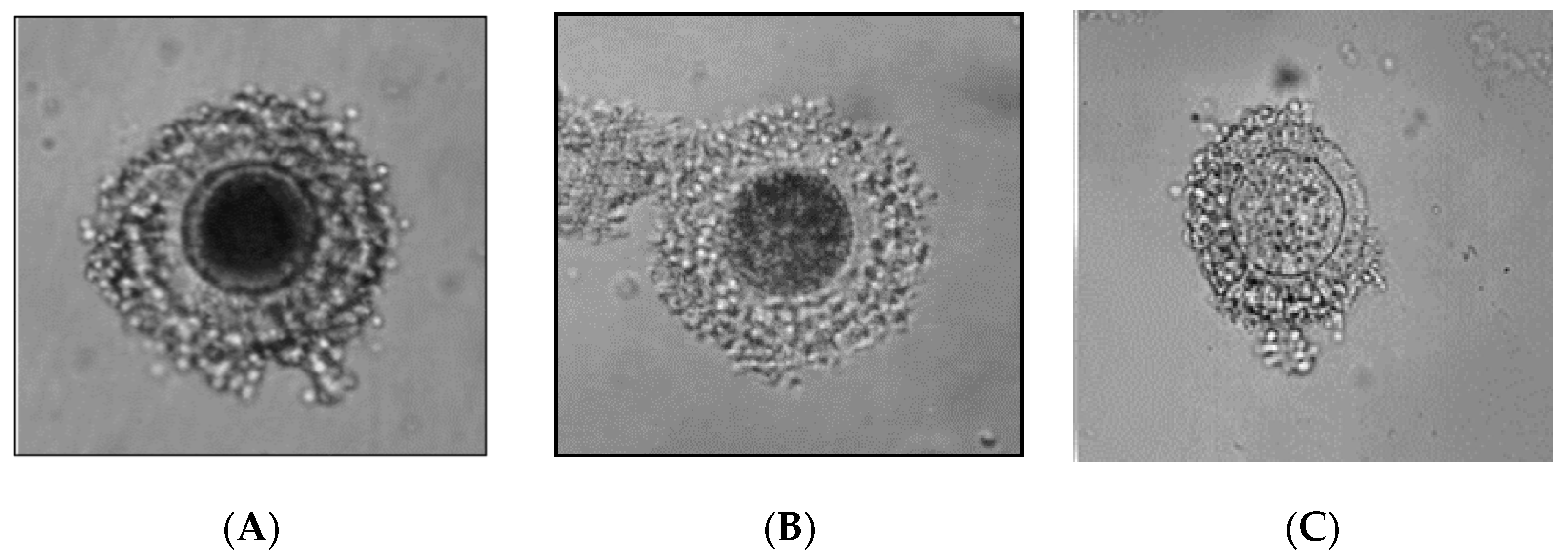 Animals 11 00020 g001 Animals 11 00020 g001