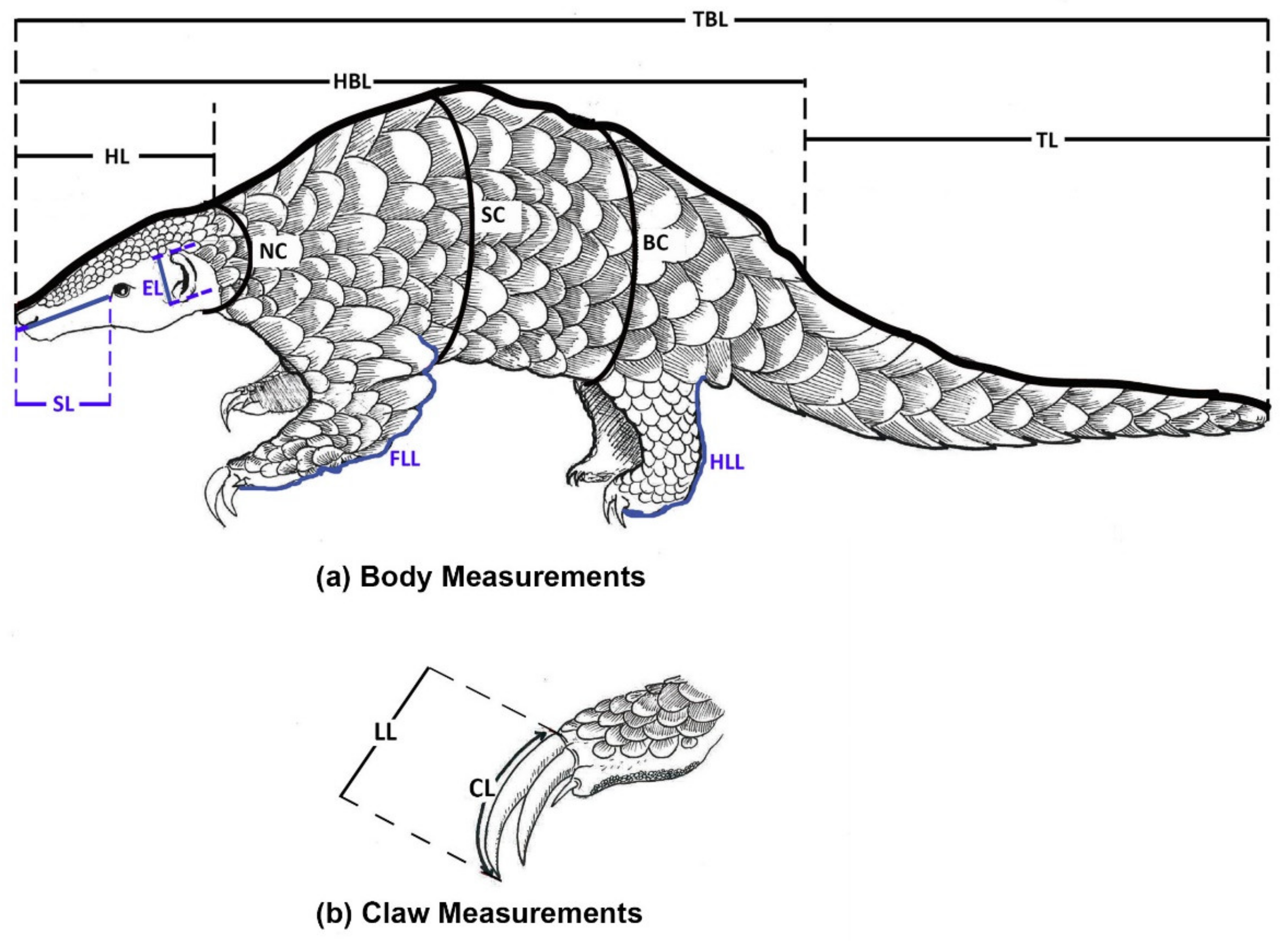 Animals | Free Full-Text | Updates on the Morphometric Characterization of Indian Pangolin (Manis crassicaudata) in Sri Lanka Animals | Free Full-Text | Updates on the Morphometric Characterization of Indian Pangolin (Manis crassicaudata) in Sri Lanka