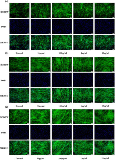Animals Free Full Text Effect Of Neudesin Neurotrophic Factor On Differentiation Of Bovine Preadipocytes And Myoblasts In A Co Culture System Html