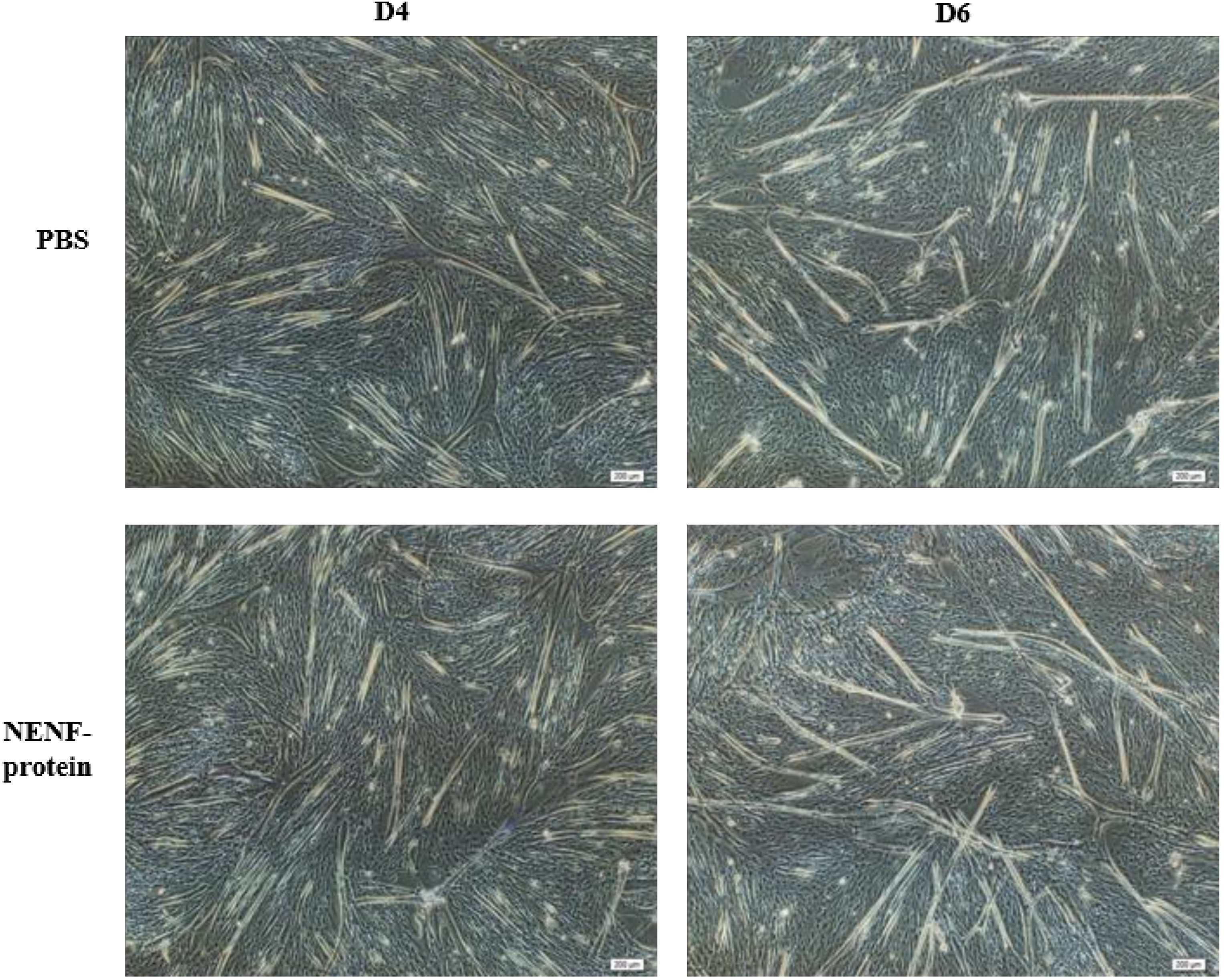 Animals 11 00034 g005