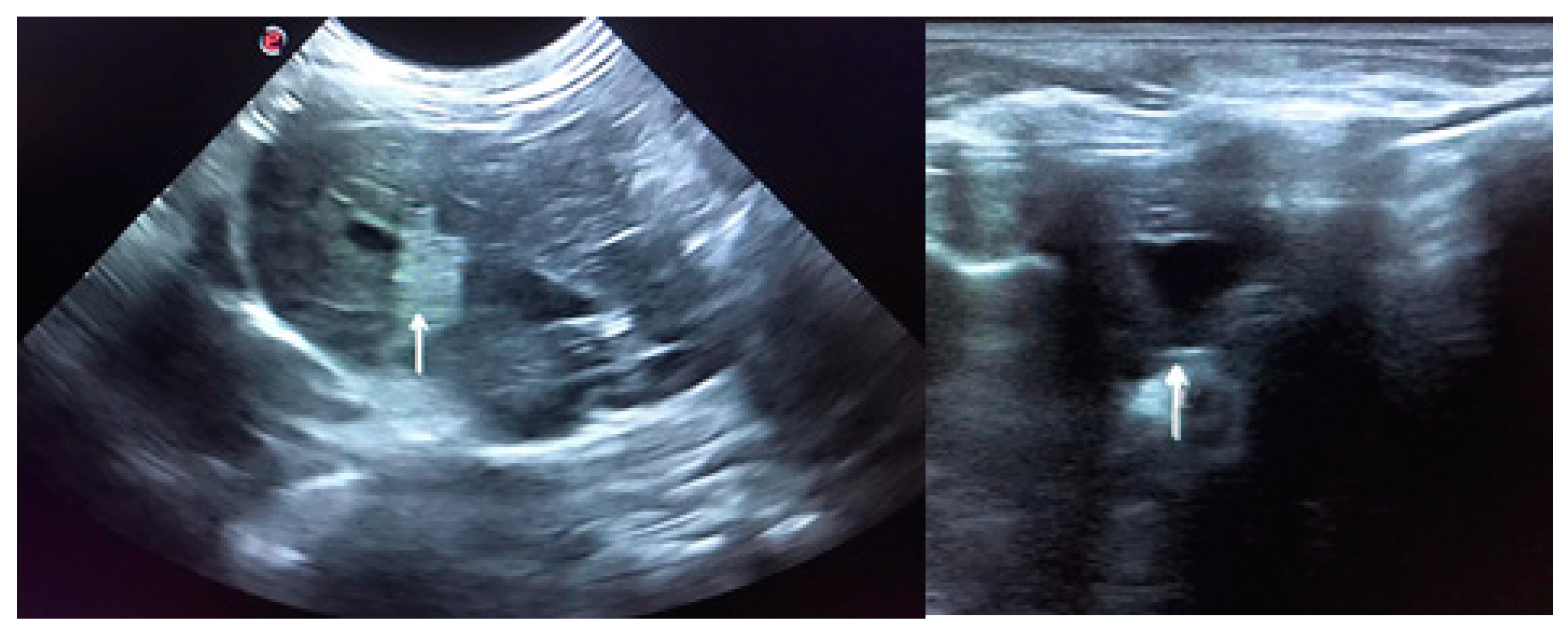 Animals 11 00040 g002