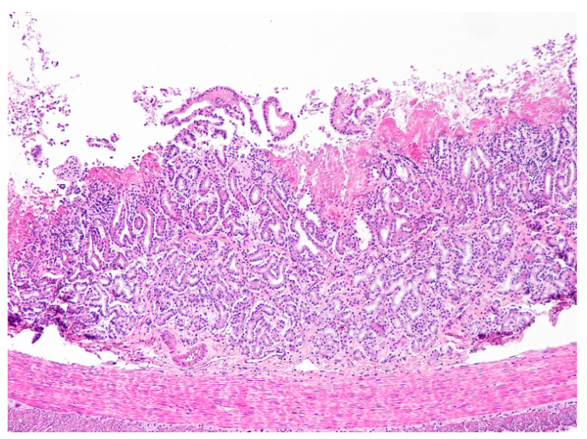 Animals 11 00040 g006