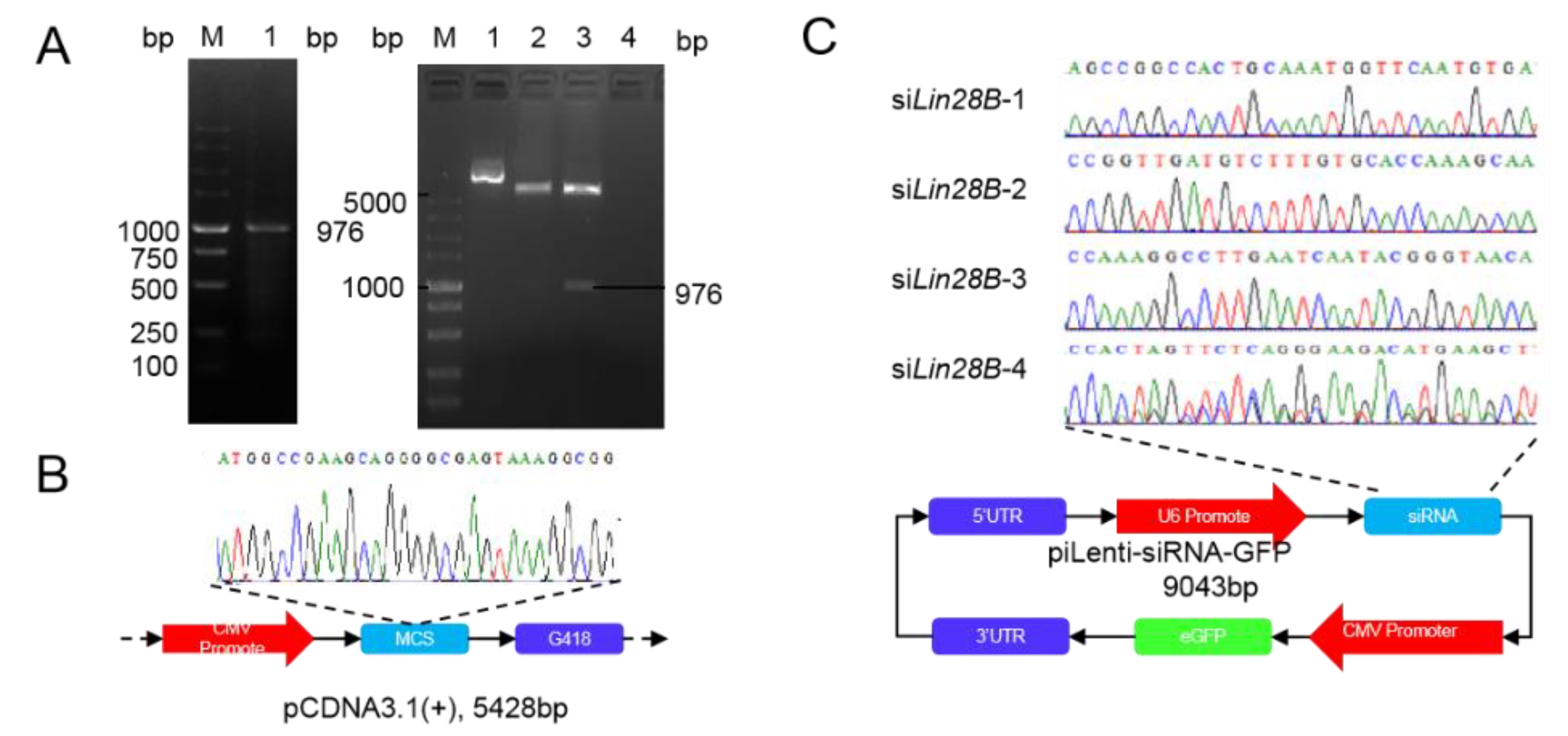Animals 11 00043 g001