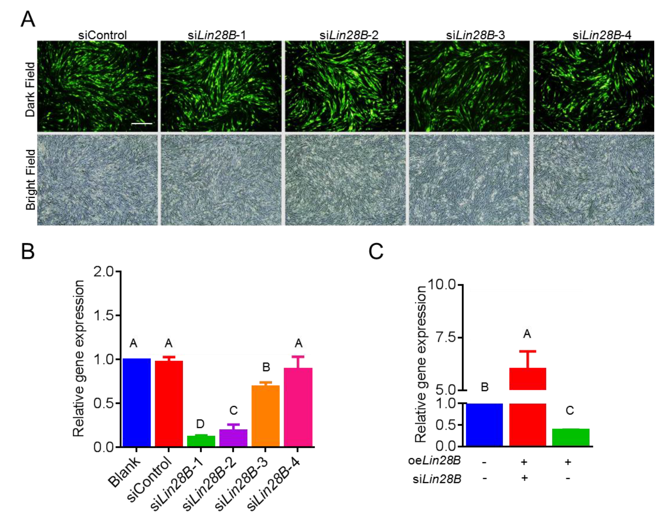 Animals 11 00043 g002