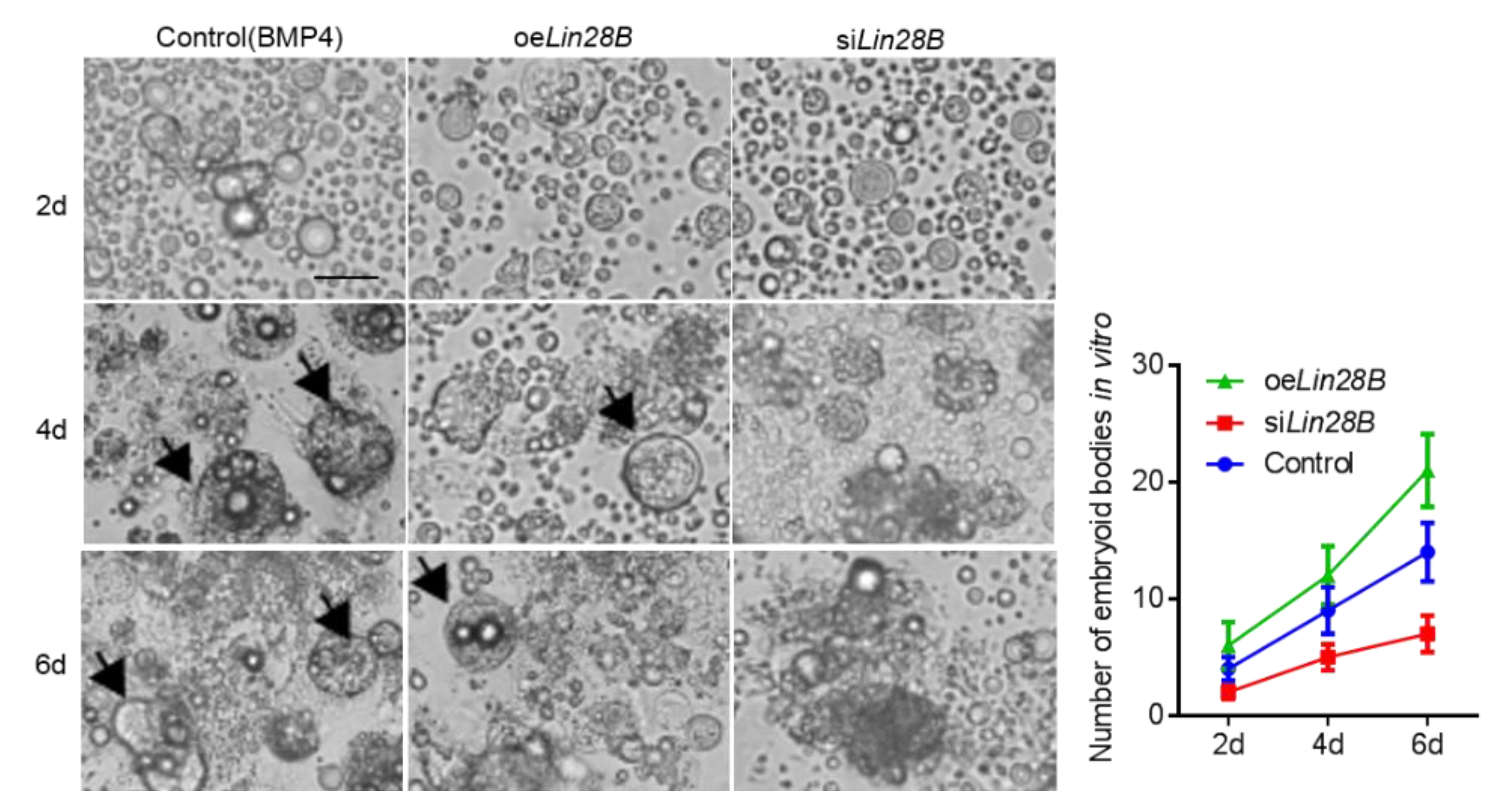 Animals 11 00043 g006