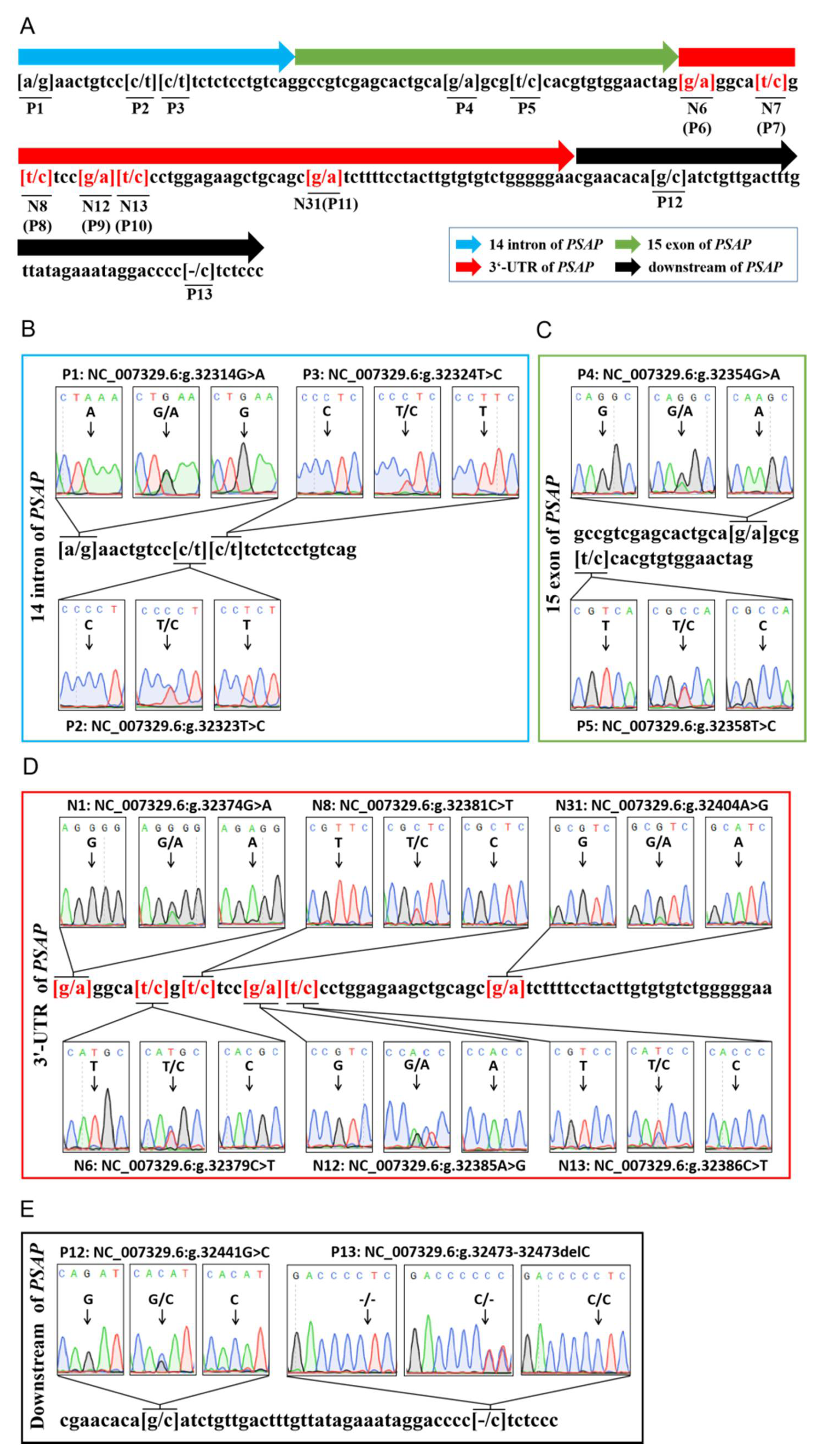 Animals Free Full Text Functional Analysis Of Haplotypes In Bovine Psap Gene And Their Relationship With Beef Cattle Production Traits Html