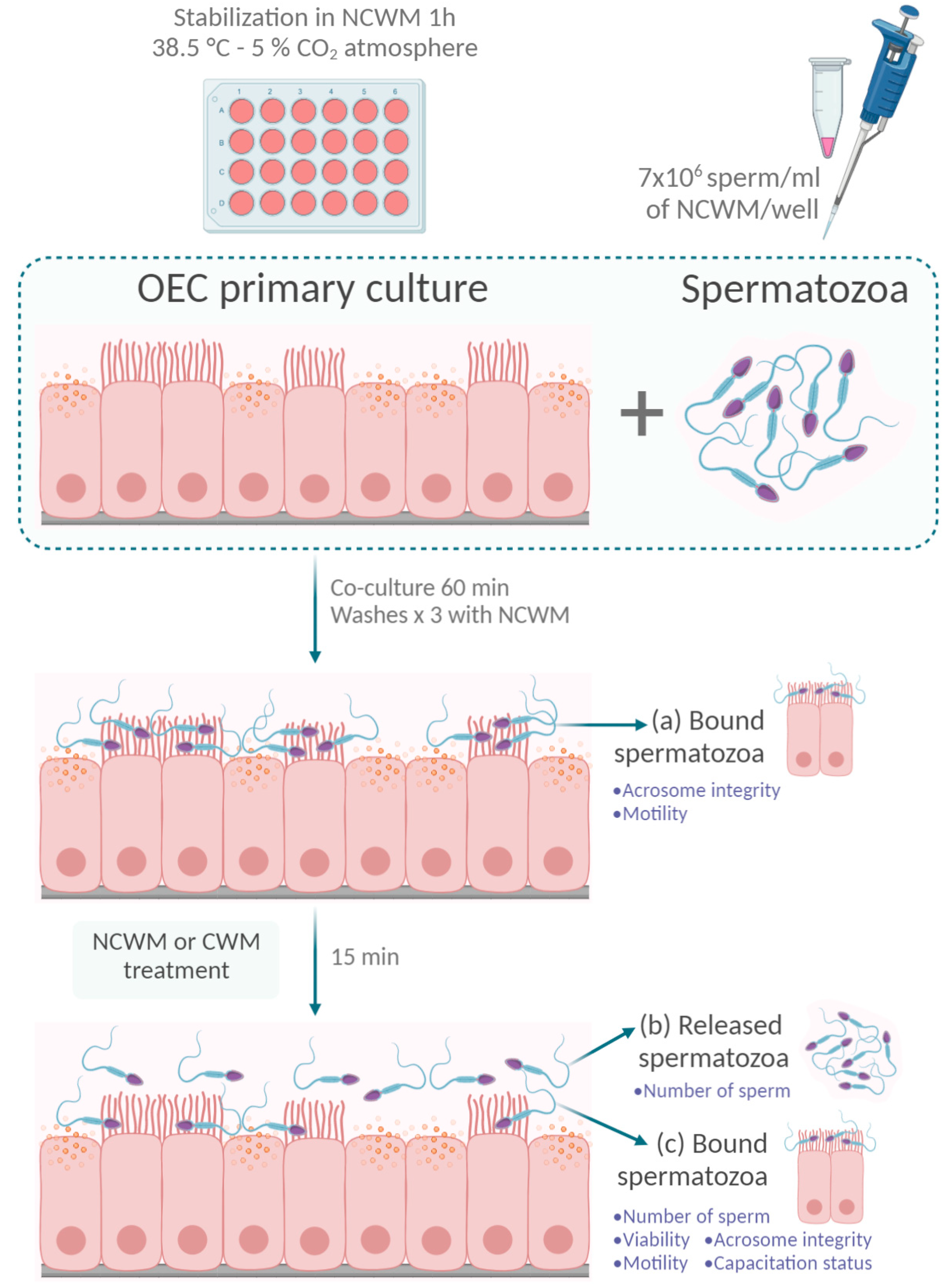 Animals 11 00074 g001 Animals 11 00074 g001