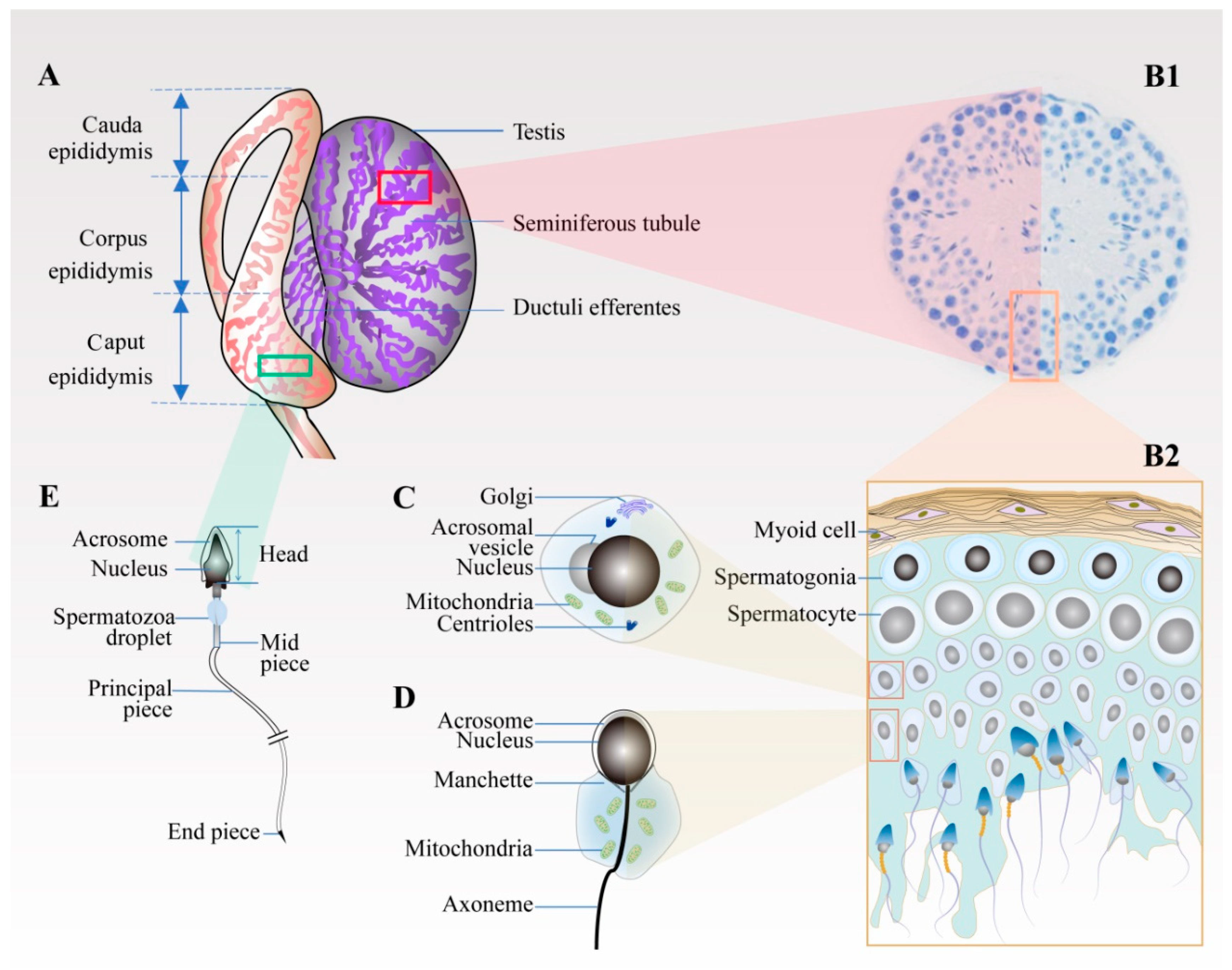 Animals 11 00080 g001