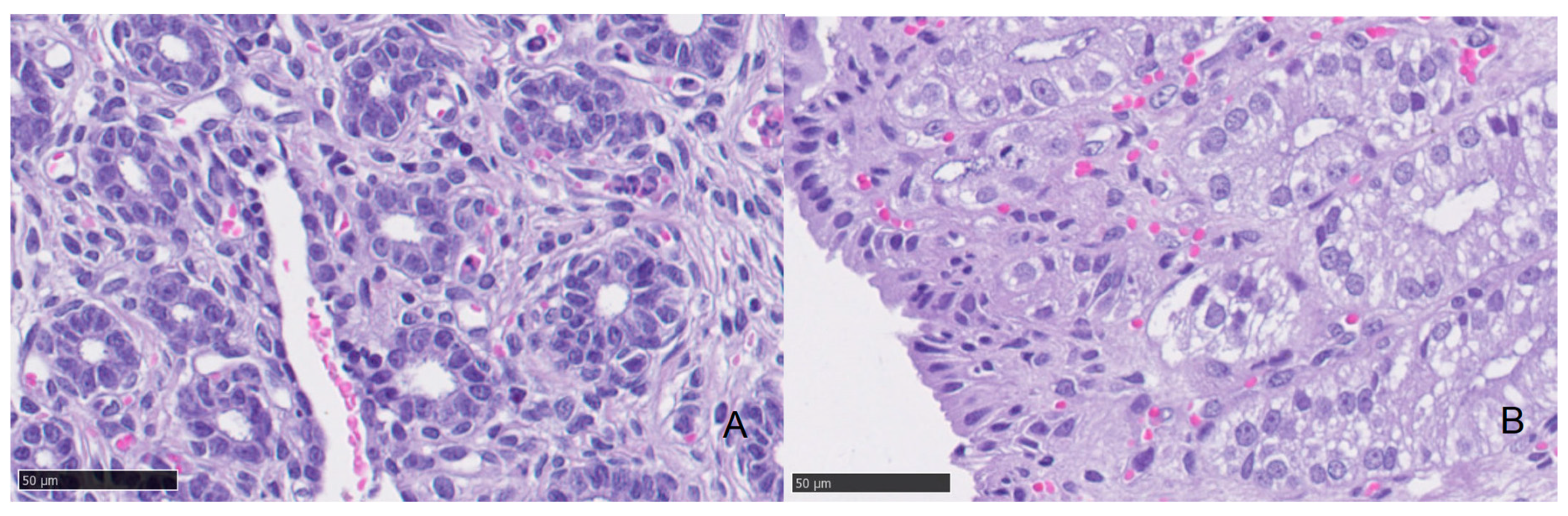 Animals 11 00088 g002