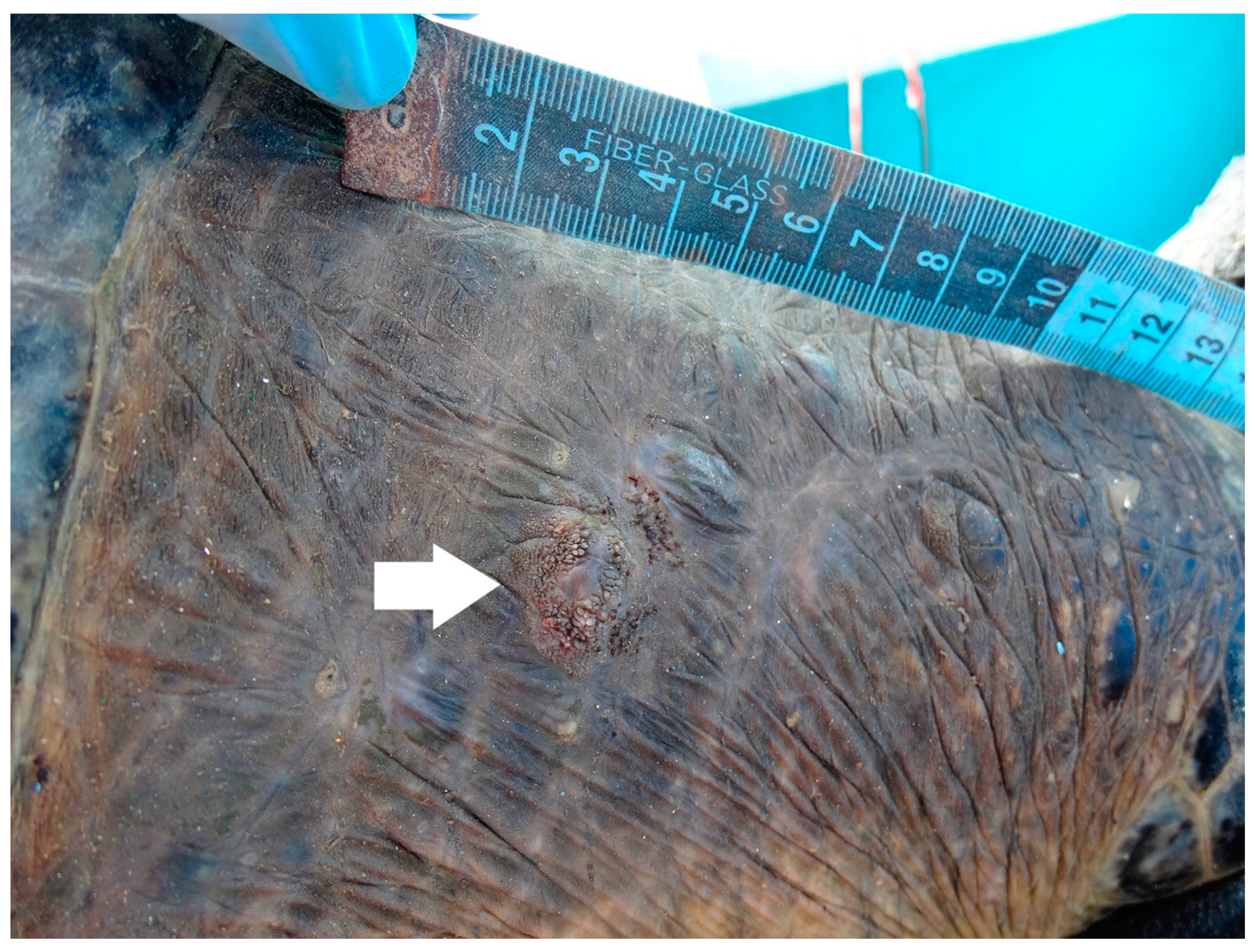 Animals 11 00105 g001 Animals 11 00105 g001