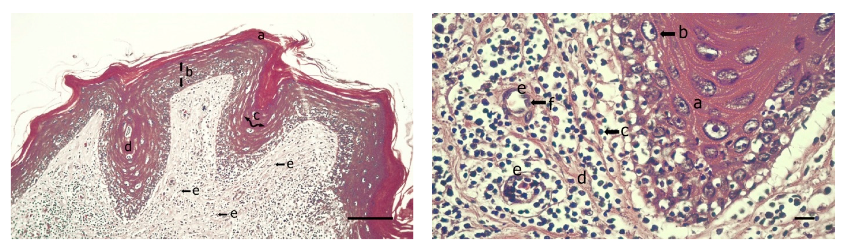 Animals 11 00105 g002 Animals 11 00105 g002