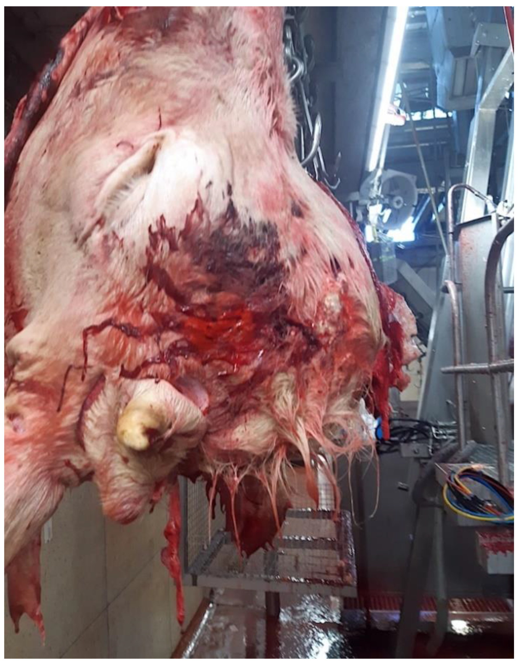 Animals 11 00116 g002