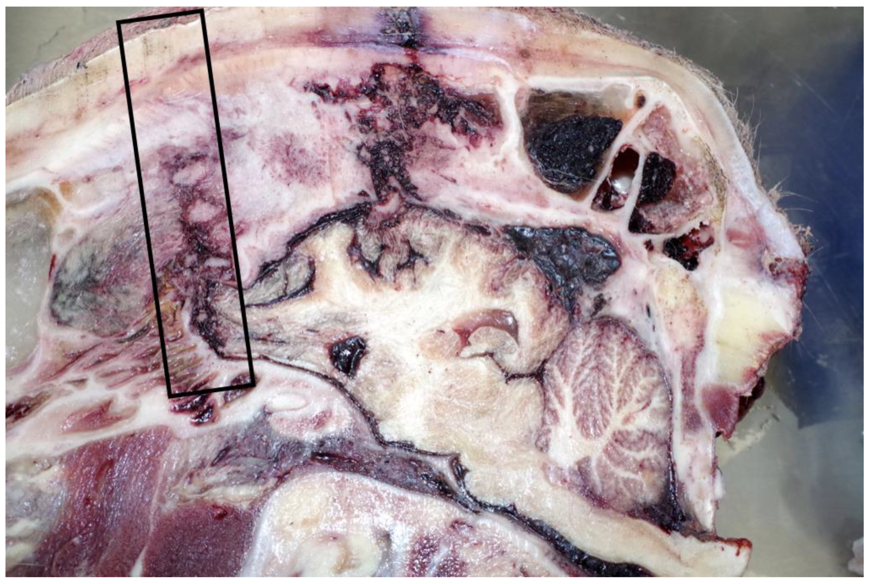 Animals 11 00116 g003