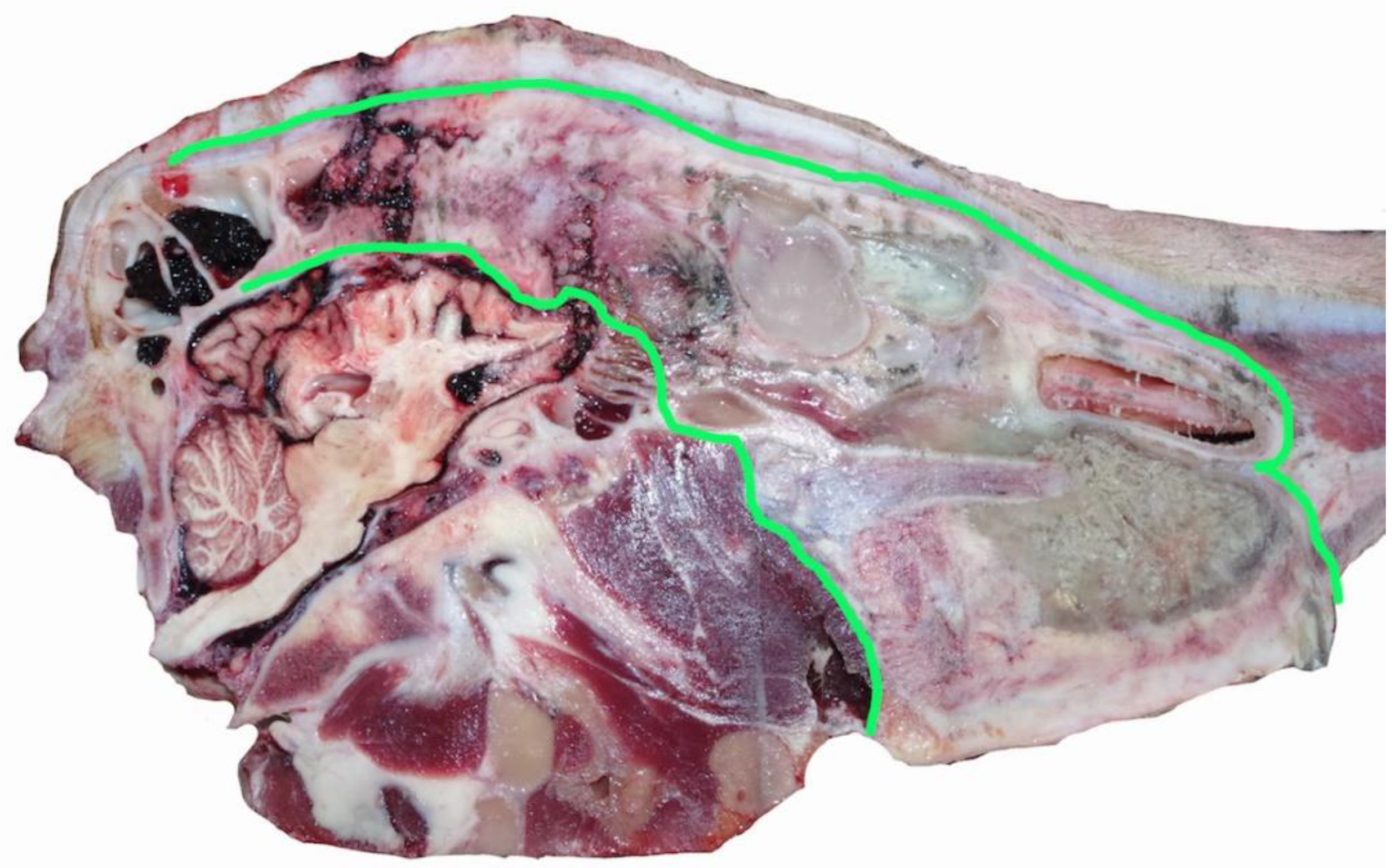 Animals 11 00116 g006