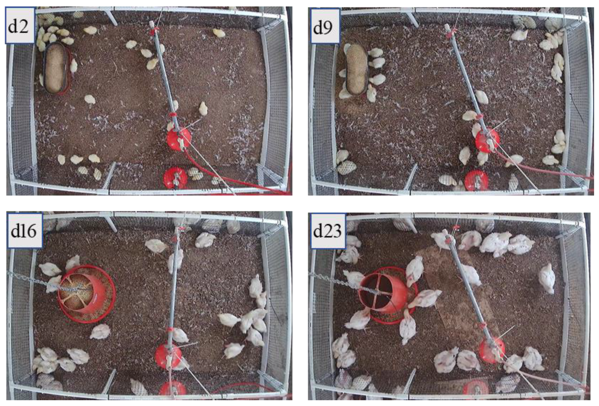 Animals 11 00123 g001 Animals 11 00123 g001