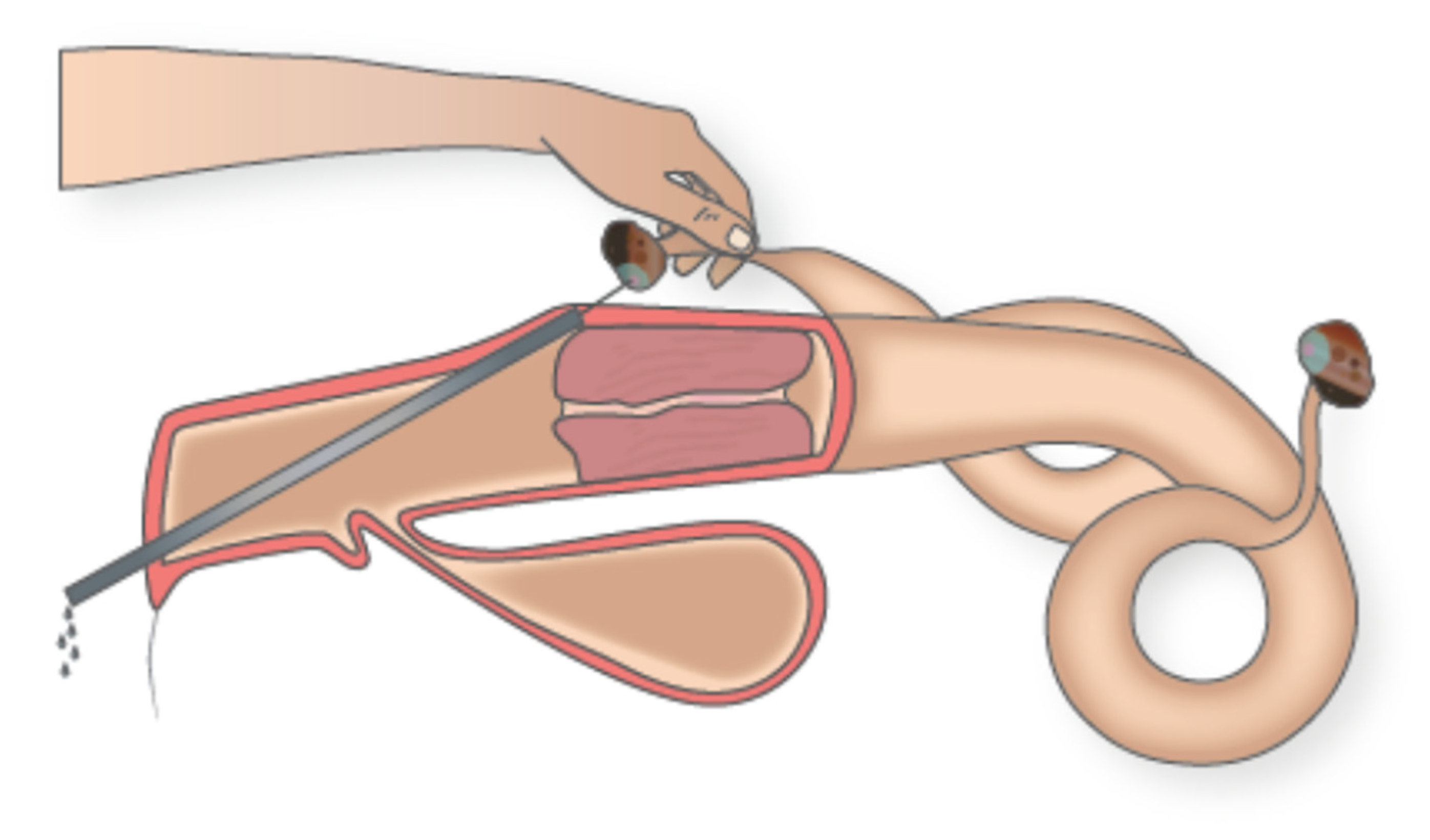 Animals 11 00148 g001 Animals 11 00148 g001