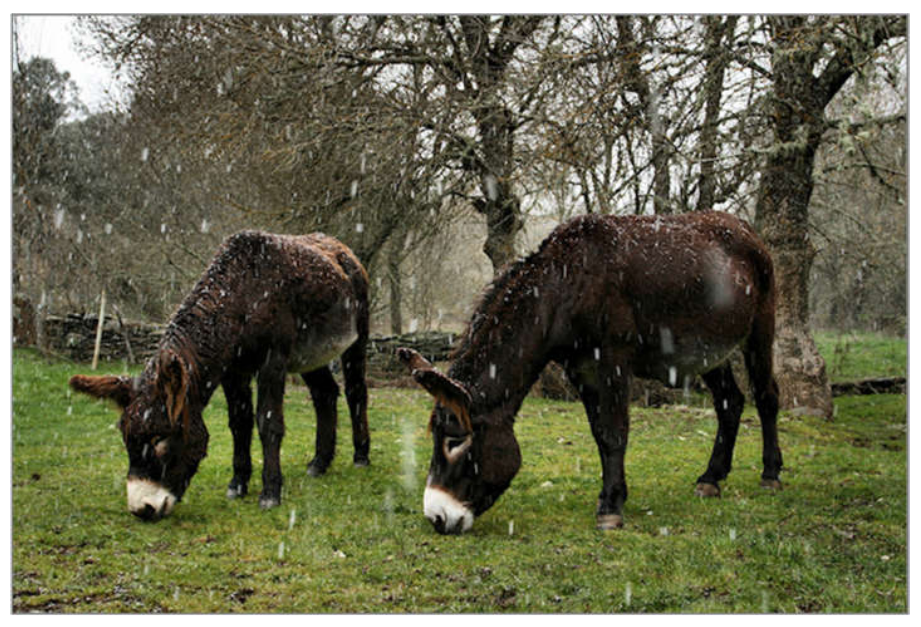 Animals 11 00155 g002