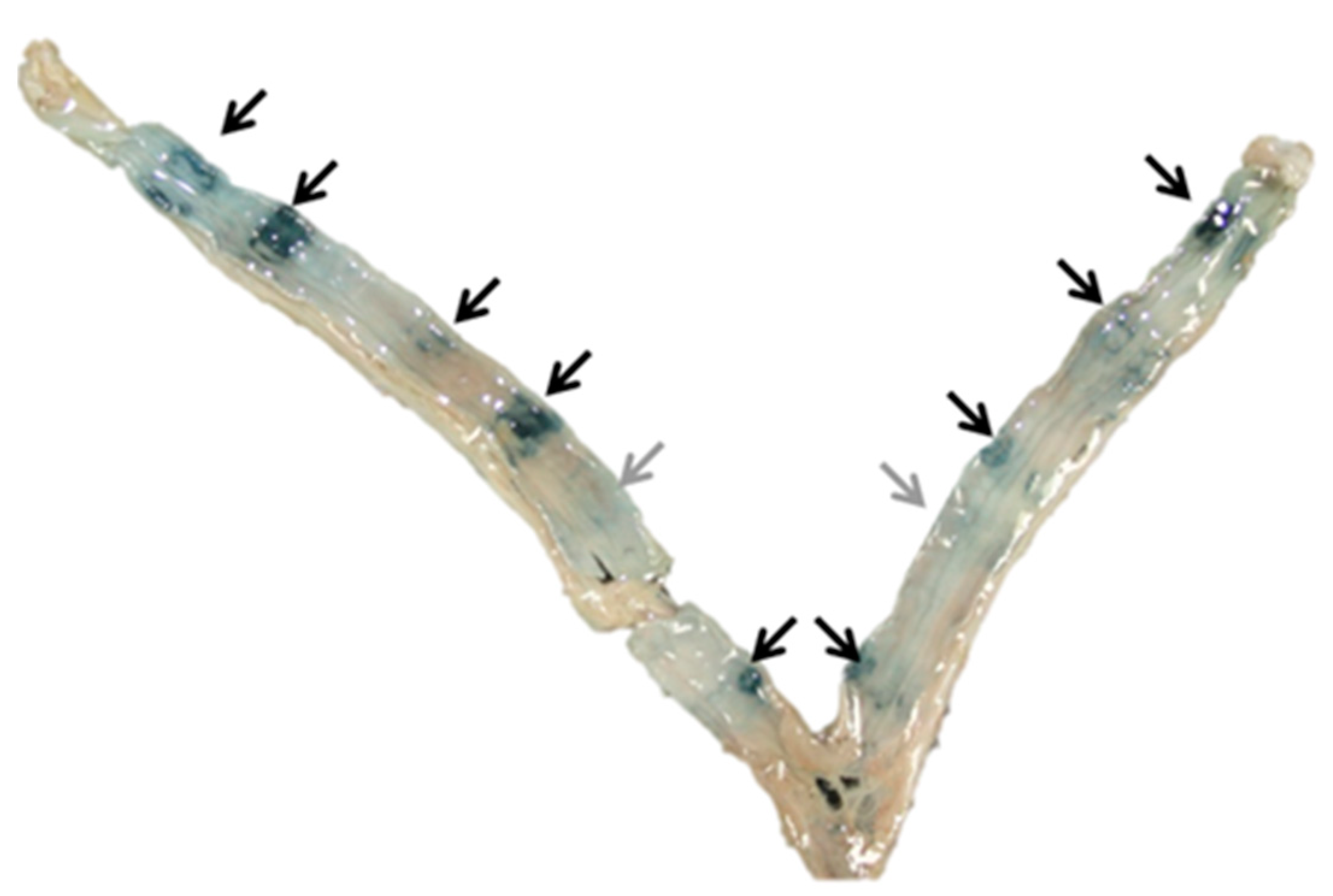 Animals 11 00162 g003