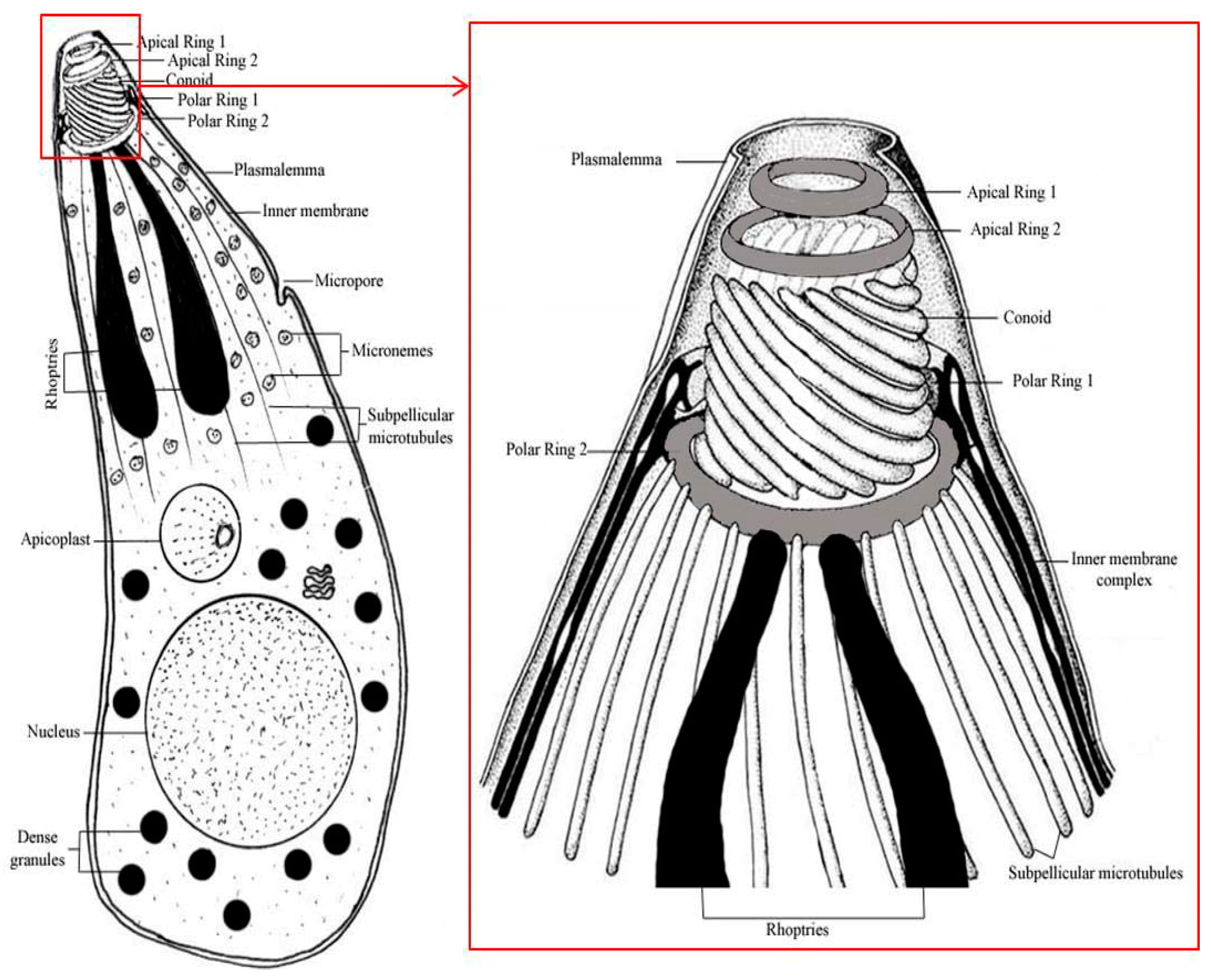 Publikációk – Behavioural Ecology Group - Les hemoparasites