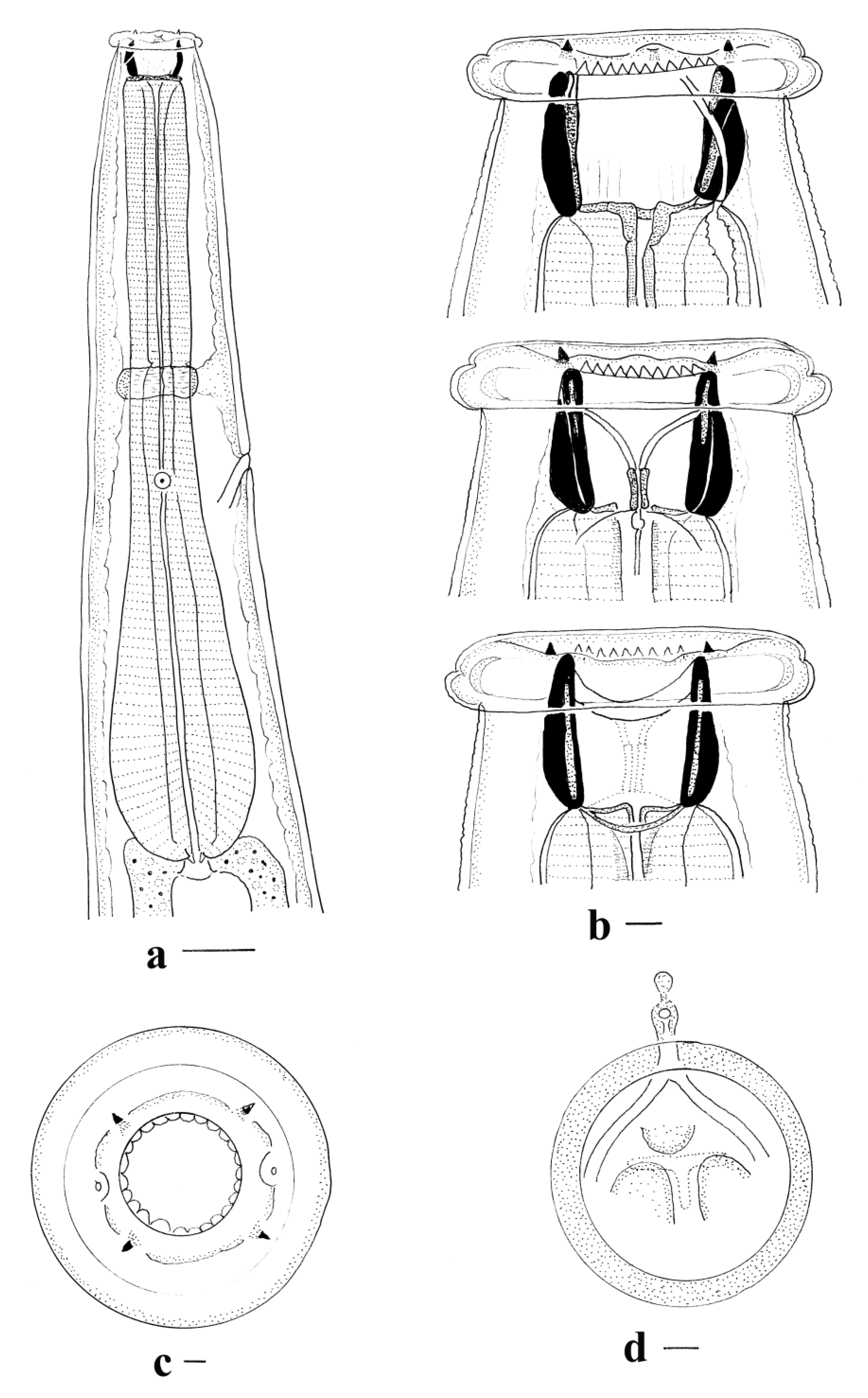 Animals 11 00175 g001 550