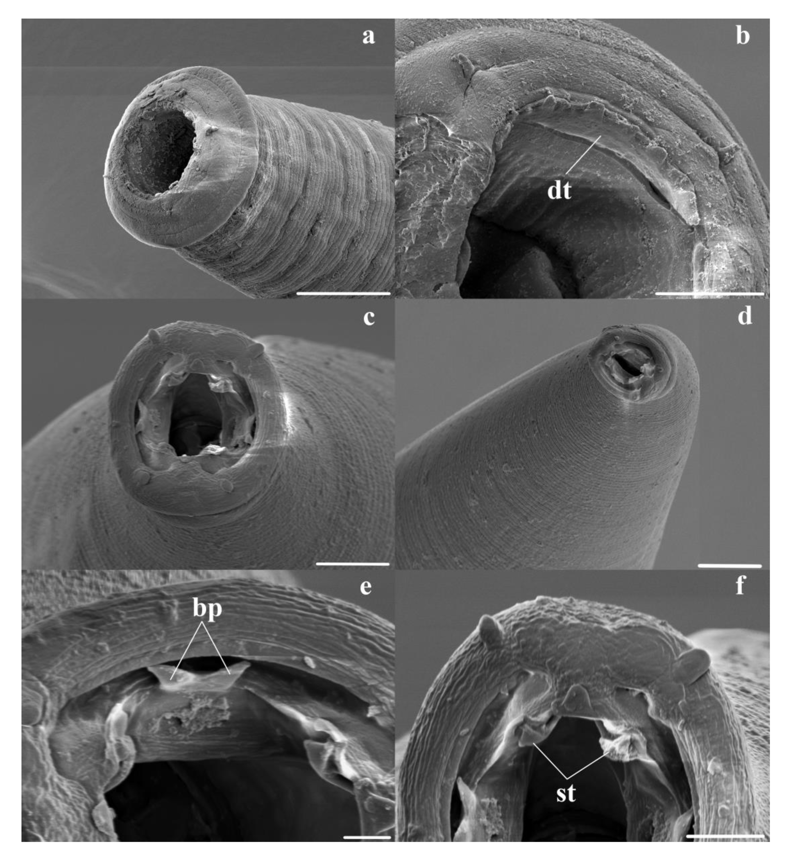 Animals 11 00175 g003 550