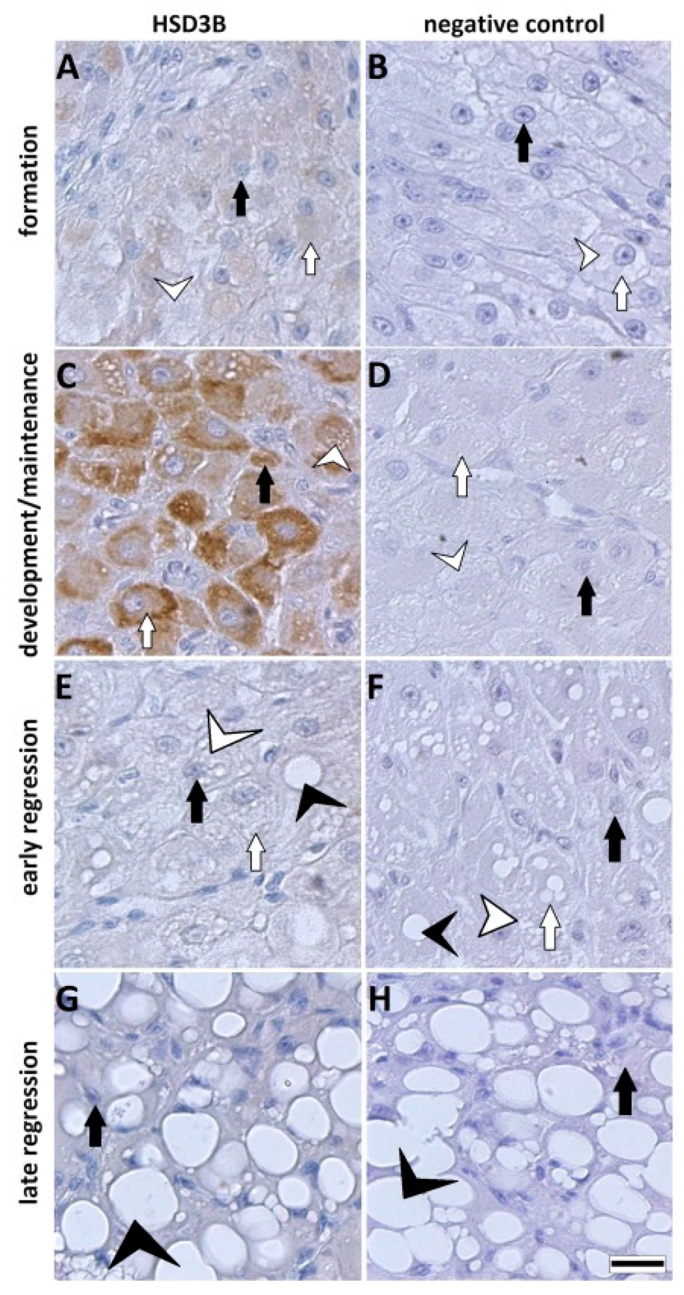 Animals 11 00179 g004