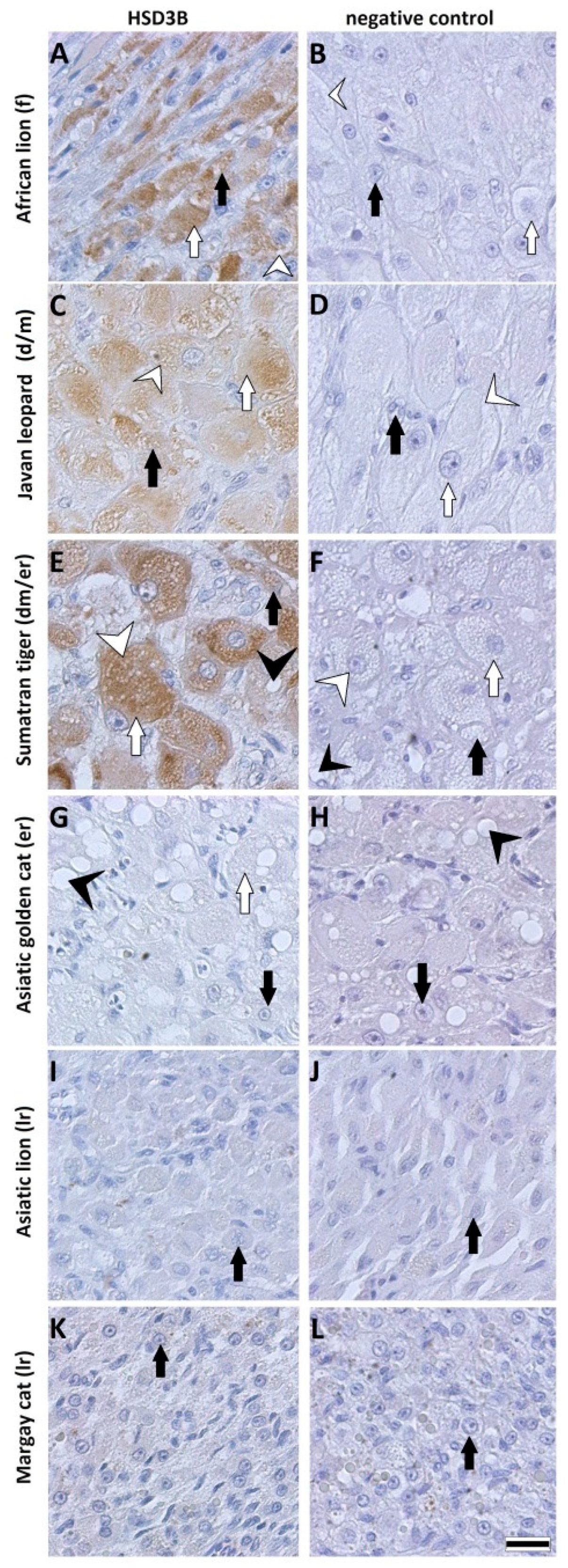 Animals 11 00179 g005