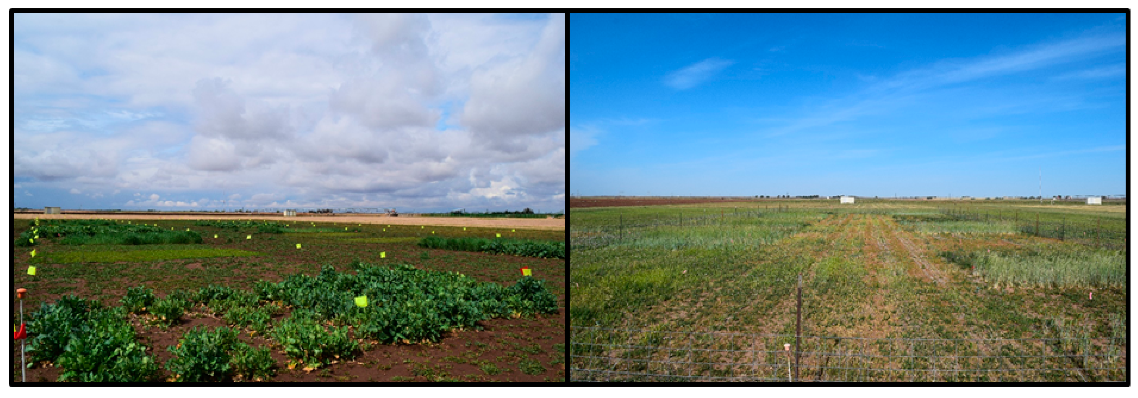 Animals 11 00212 g006 Animals 11 00212 g006