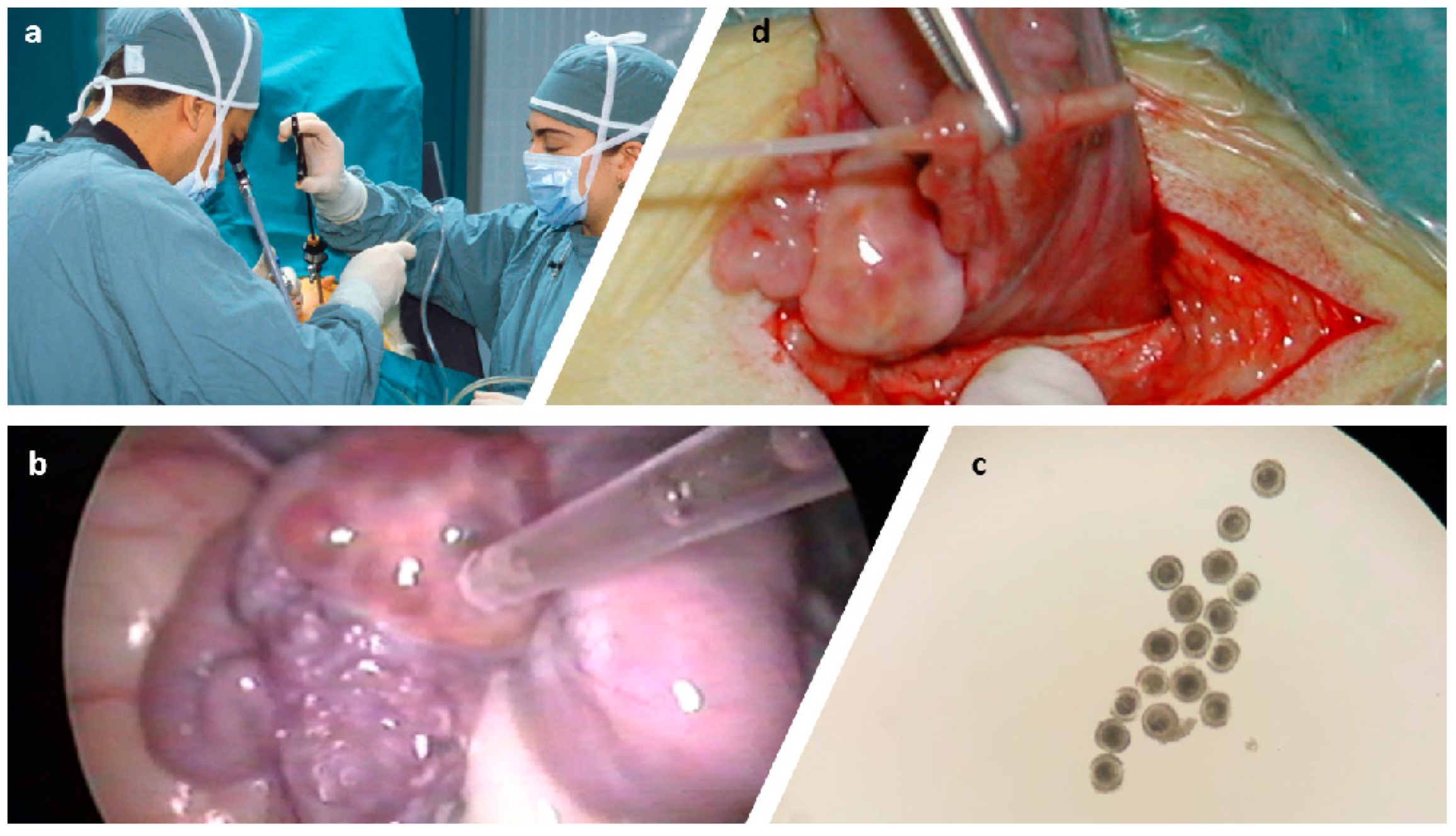 Animals 11 00216 g001