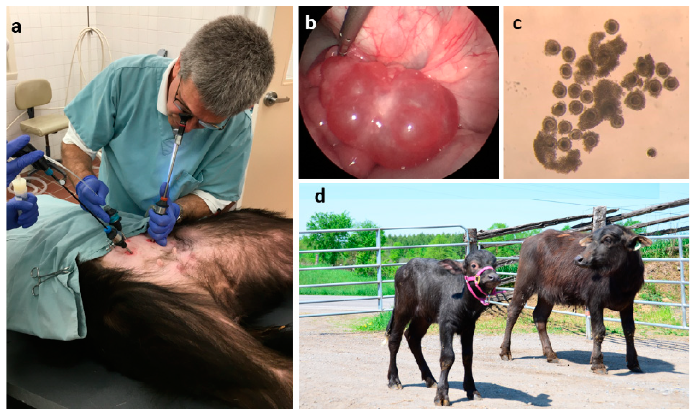 Animals 11 00216 g002