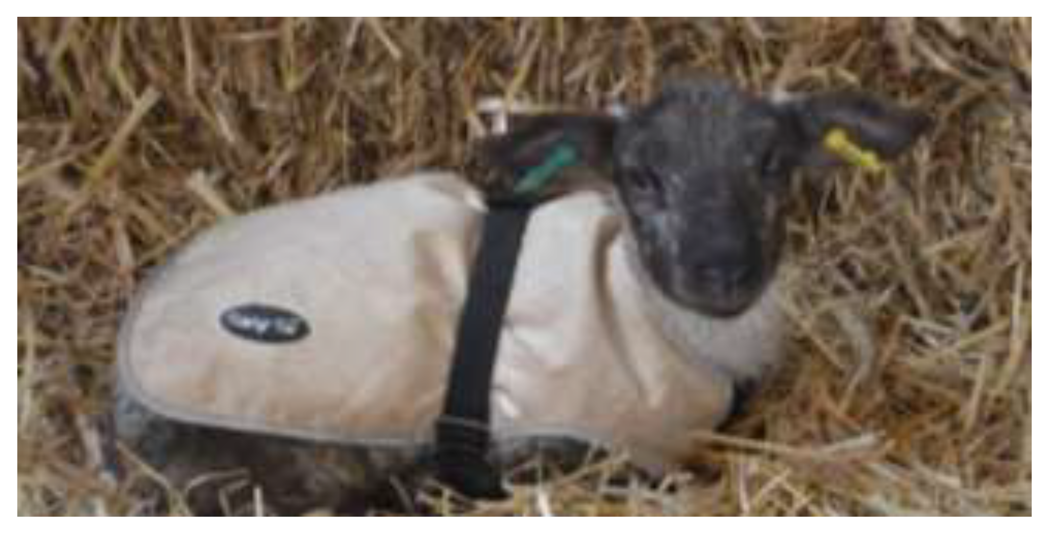 Waterproof coats for sheep sale