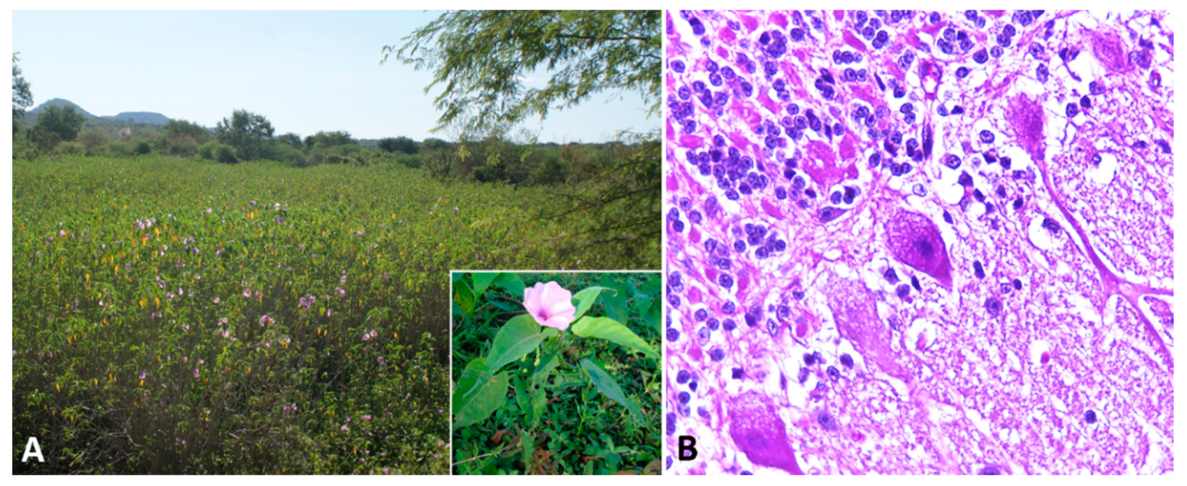 Animals 11 00229 g002