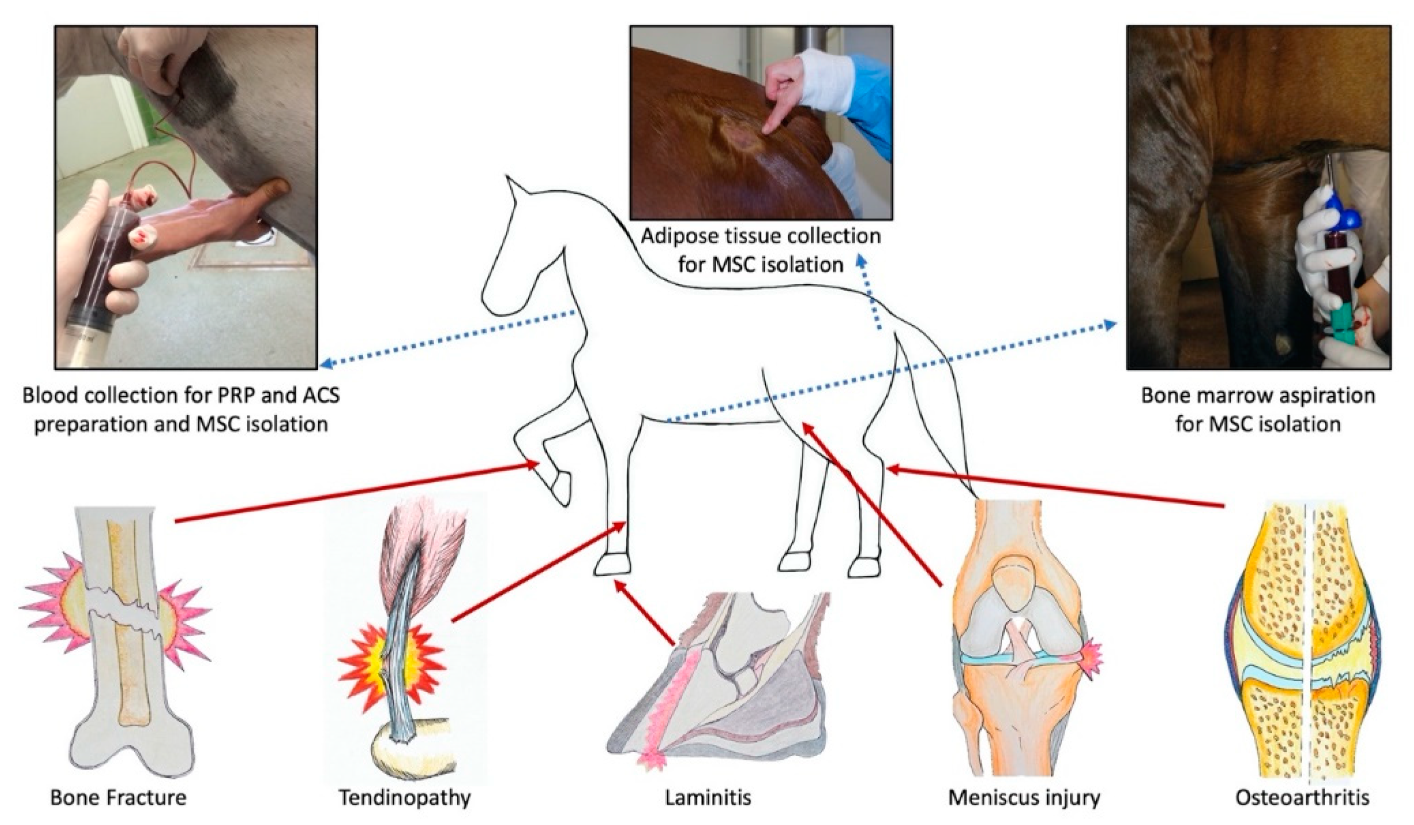 Animals | Free Full-Text | Regenerative Medicine for Equine Musculoskeletal Diseases Animals | Free Full-Text | Regenerative Medicine for Equine Musculoskeletal Diseases