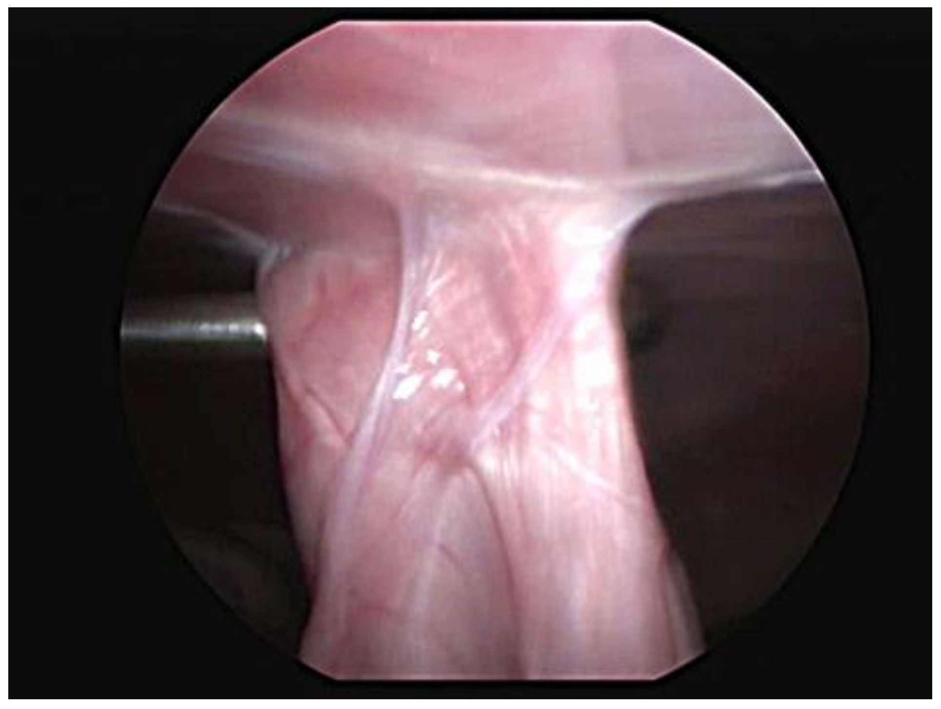 Animals 11 00255 g003