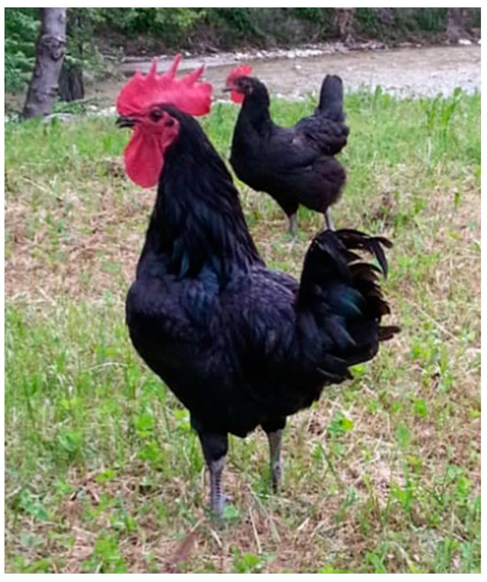 Animals 11 00257 g001 Animals 11 00257 g001