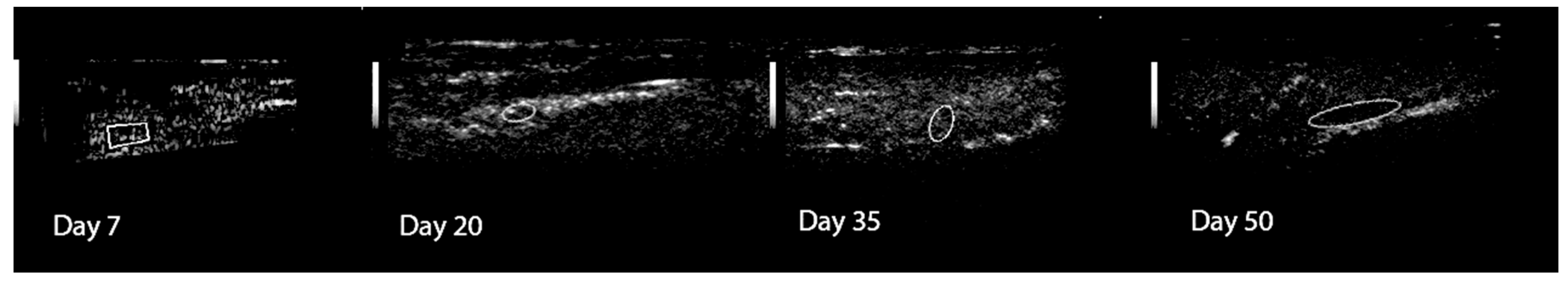 Animals 11 00284 g003