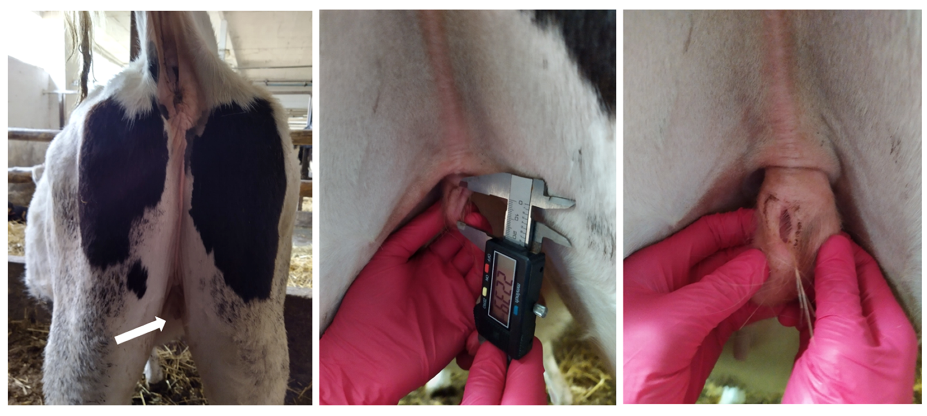 Animals 11 00285 g001