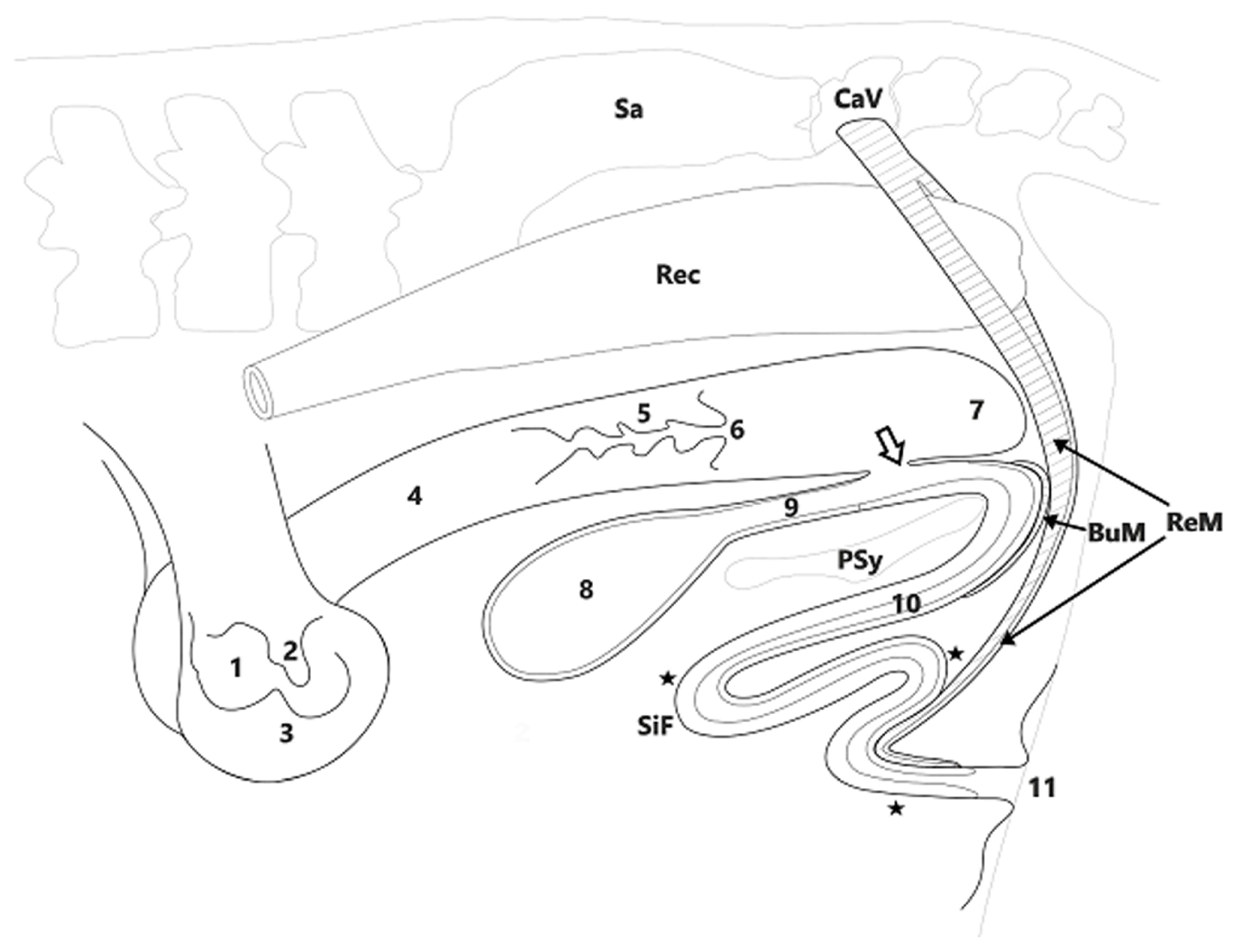 Animals 11 00285 g002