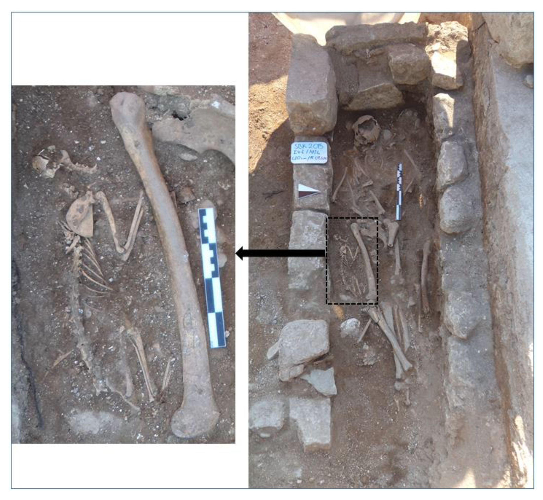 Animals 11 00288 g004 Animals 11 00288 g004